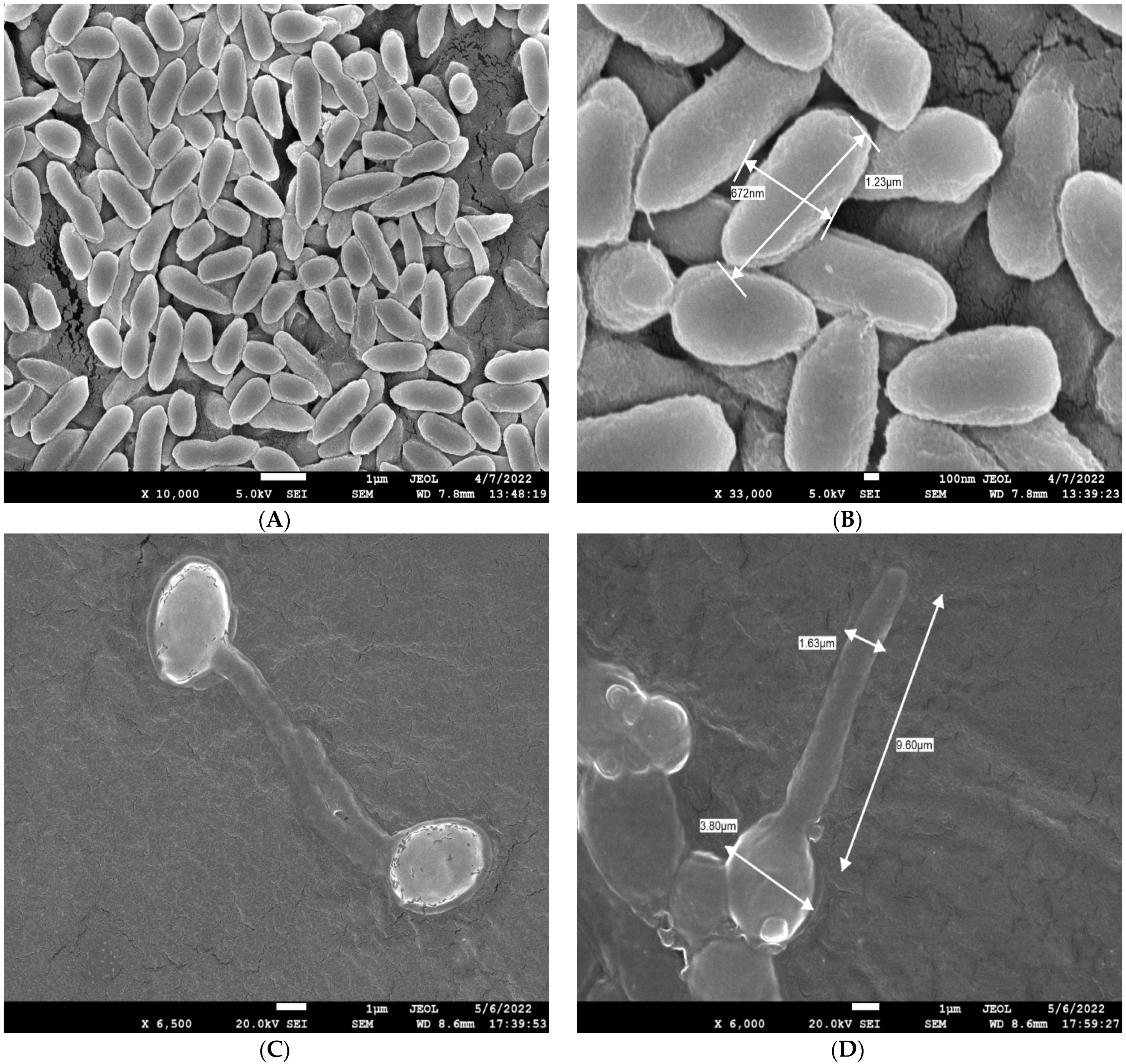 Biomedicines 11 01997 g004