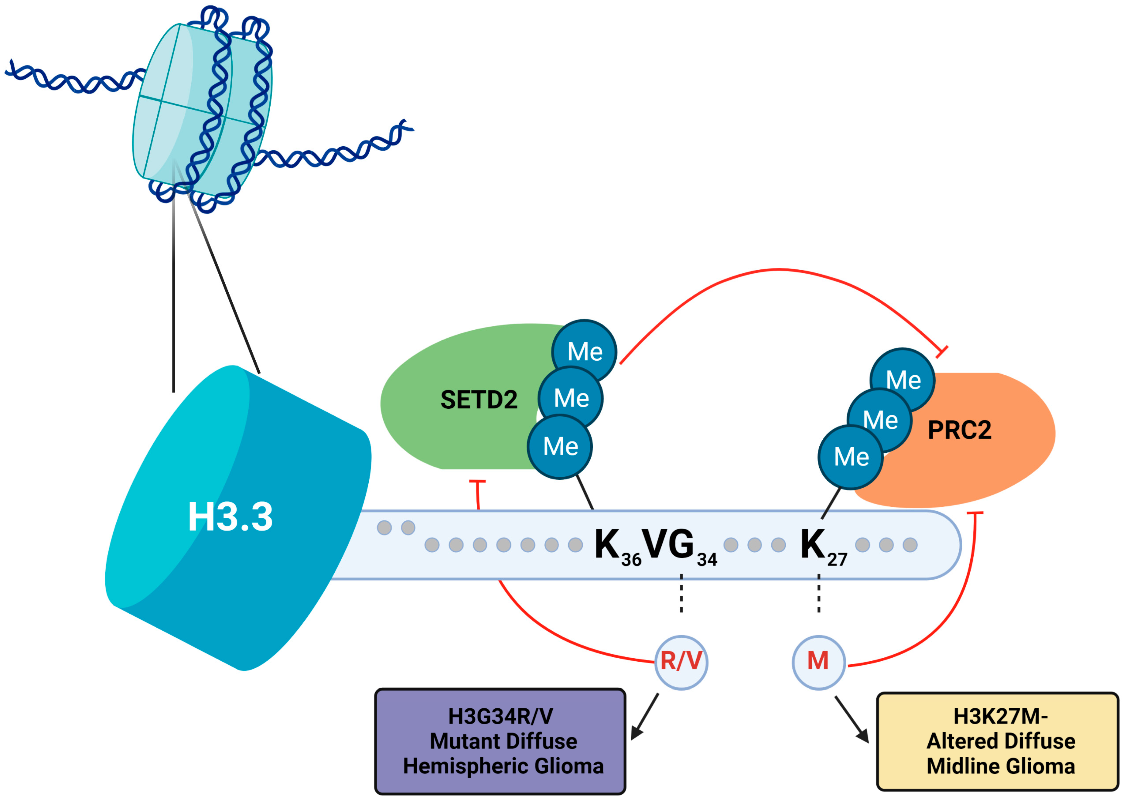 Biomedicines 11 02002 g003