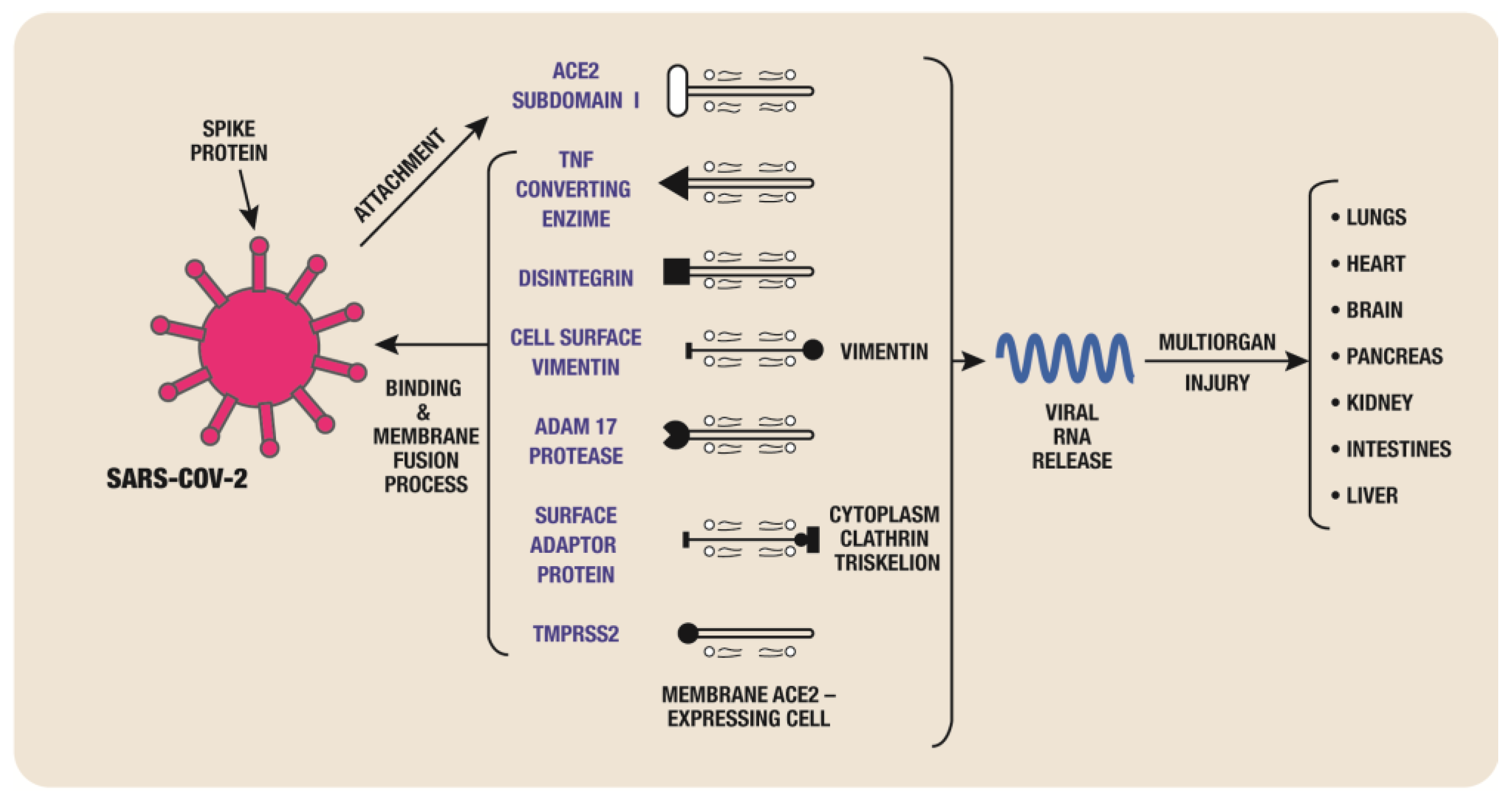 Biomedicines 11 02004 g002