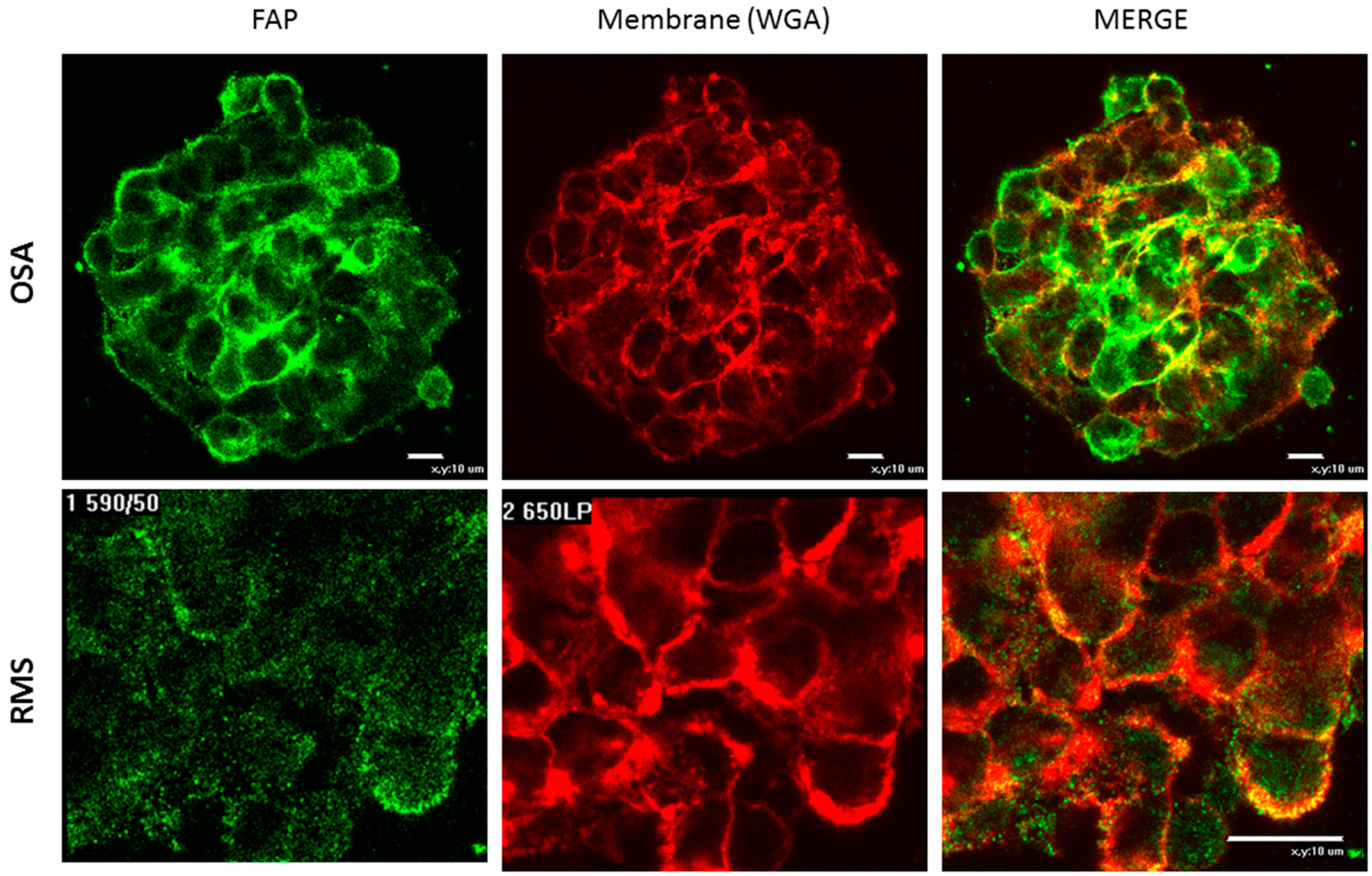 Biomedicines 11 02017 g001 Biomedicines 11 02017 g001