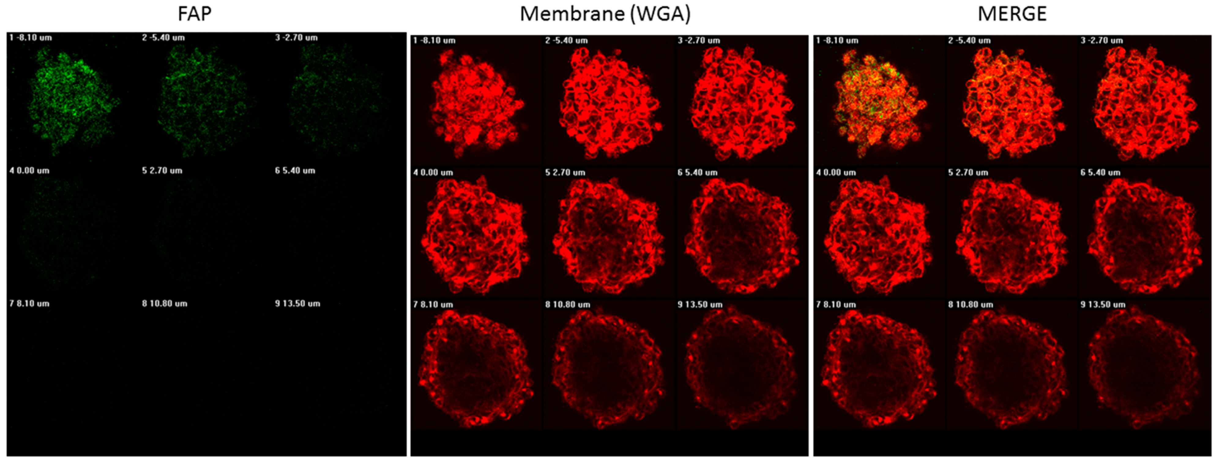 Biomedicines 11 02017 g002 Biomedicines 11 02017 g002