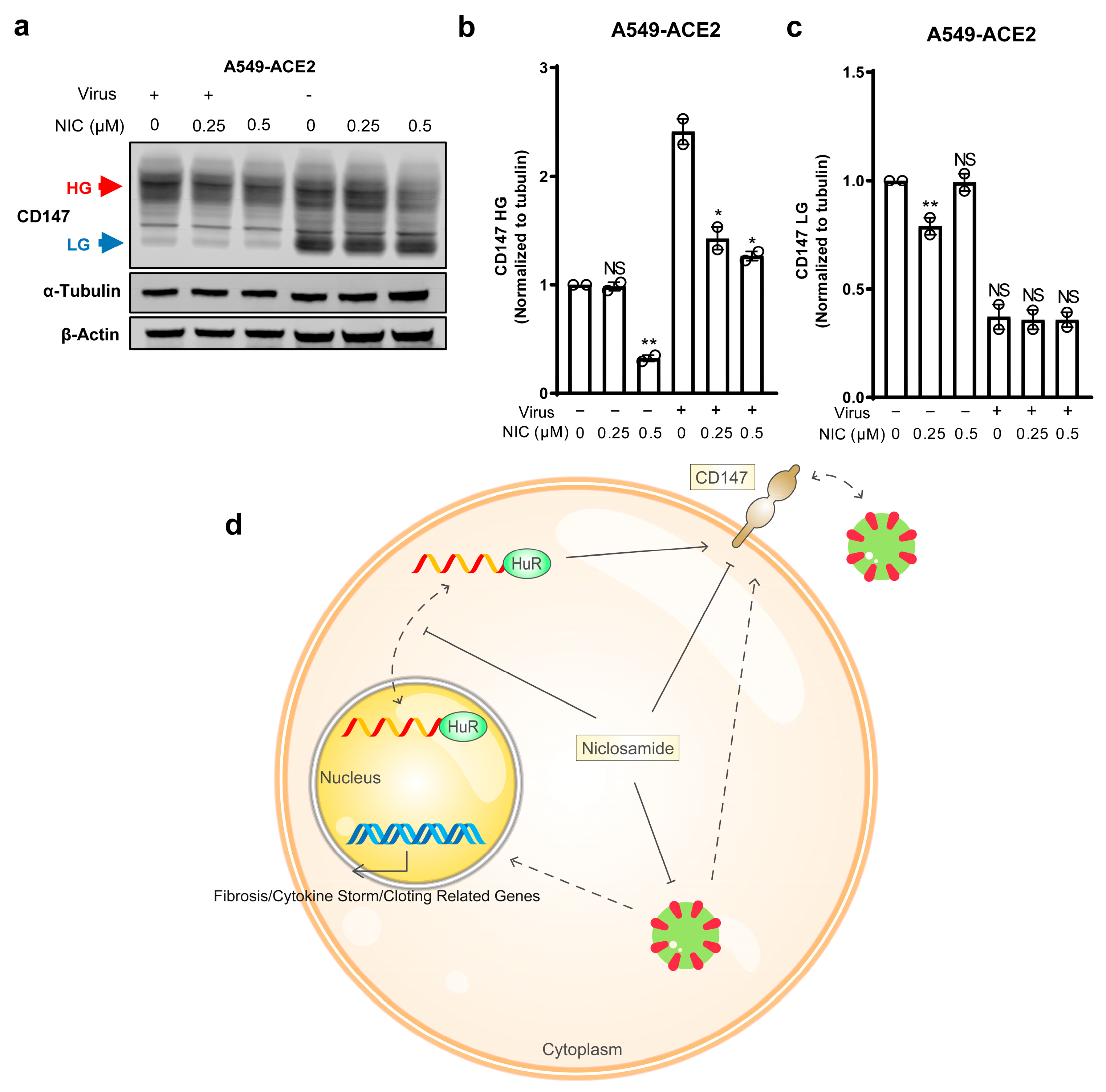 Biomedicines 11 02019 g004 Biomedicines 11 02019 g004
