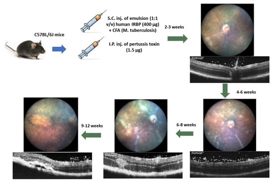 Biomedicines 11 02022 g0a1
