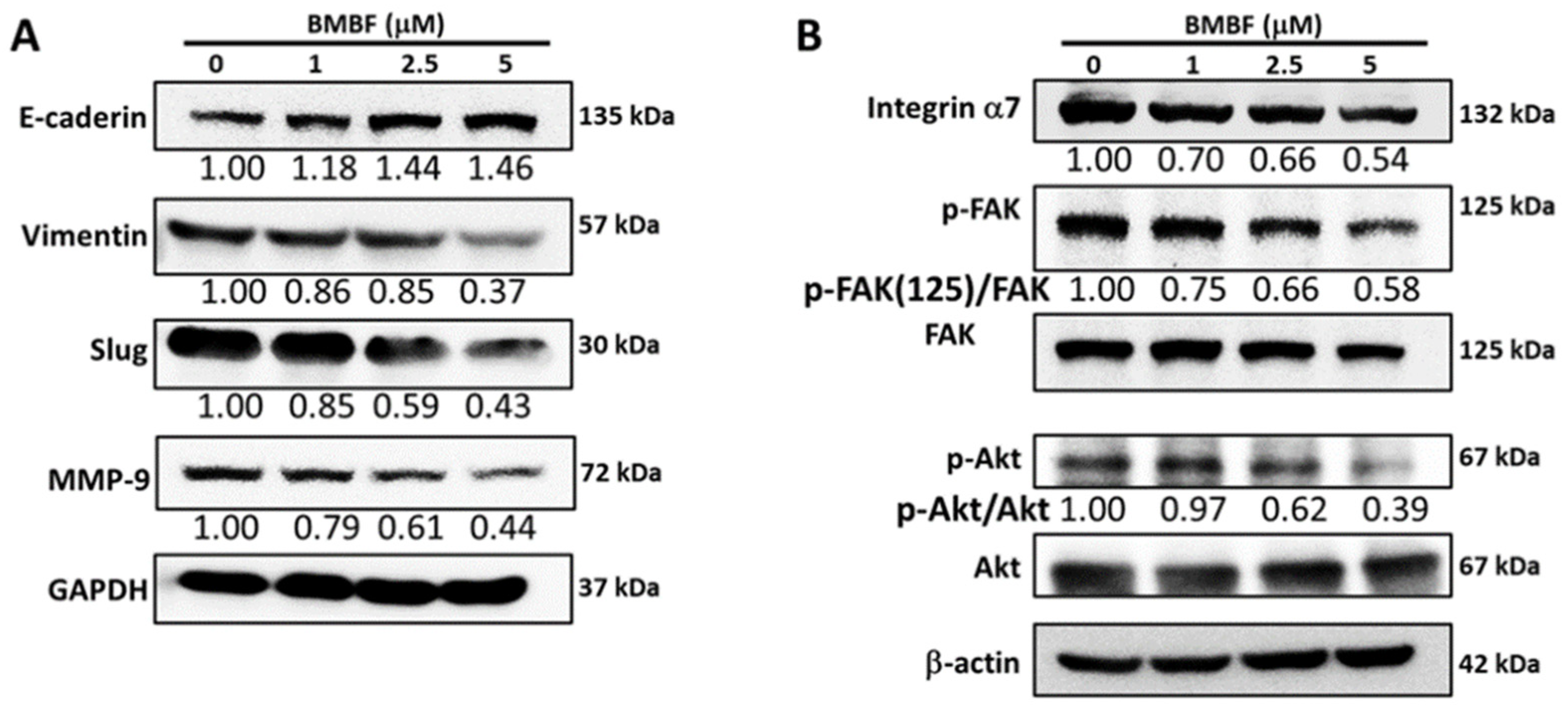 Biomedicines 11 02027 g005