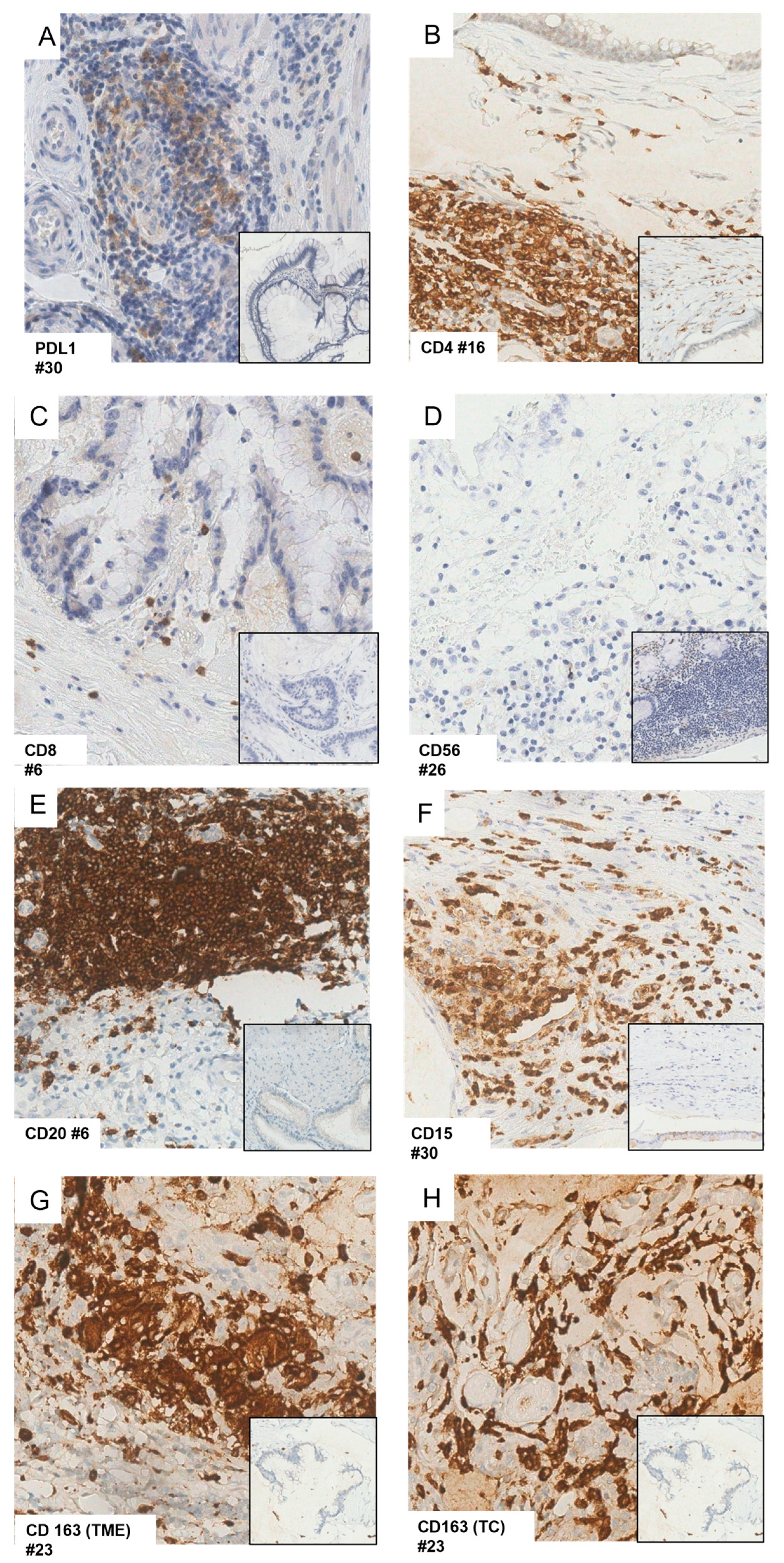 Biomedicines 11 02049 g002 Biomedicines 11 02049 g002