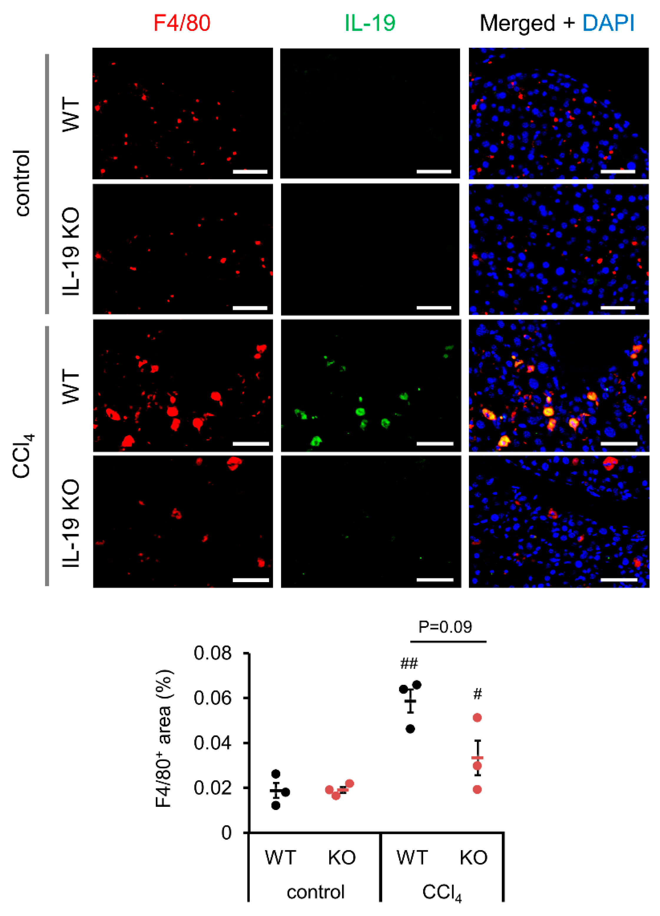 Biomedicines 11 02064 g005 Biomedicines 11 02064 g005