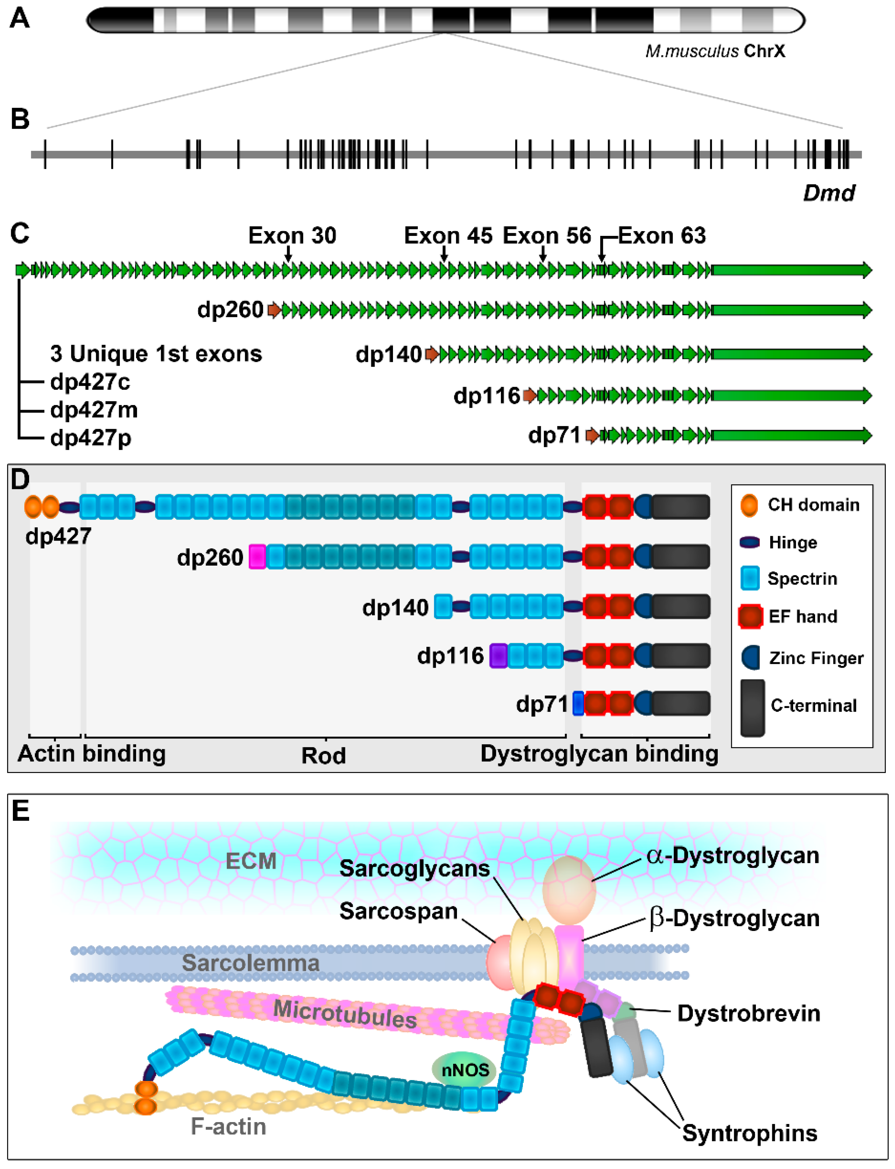 Biomedicines 11 02082 g001