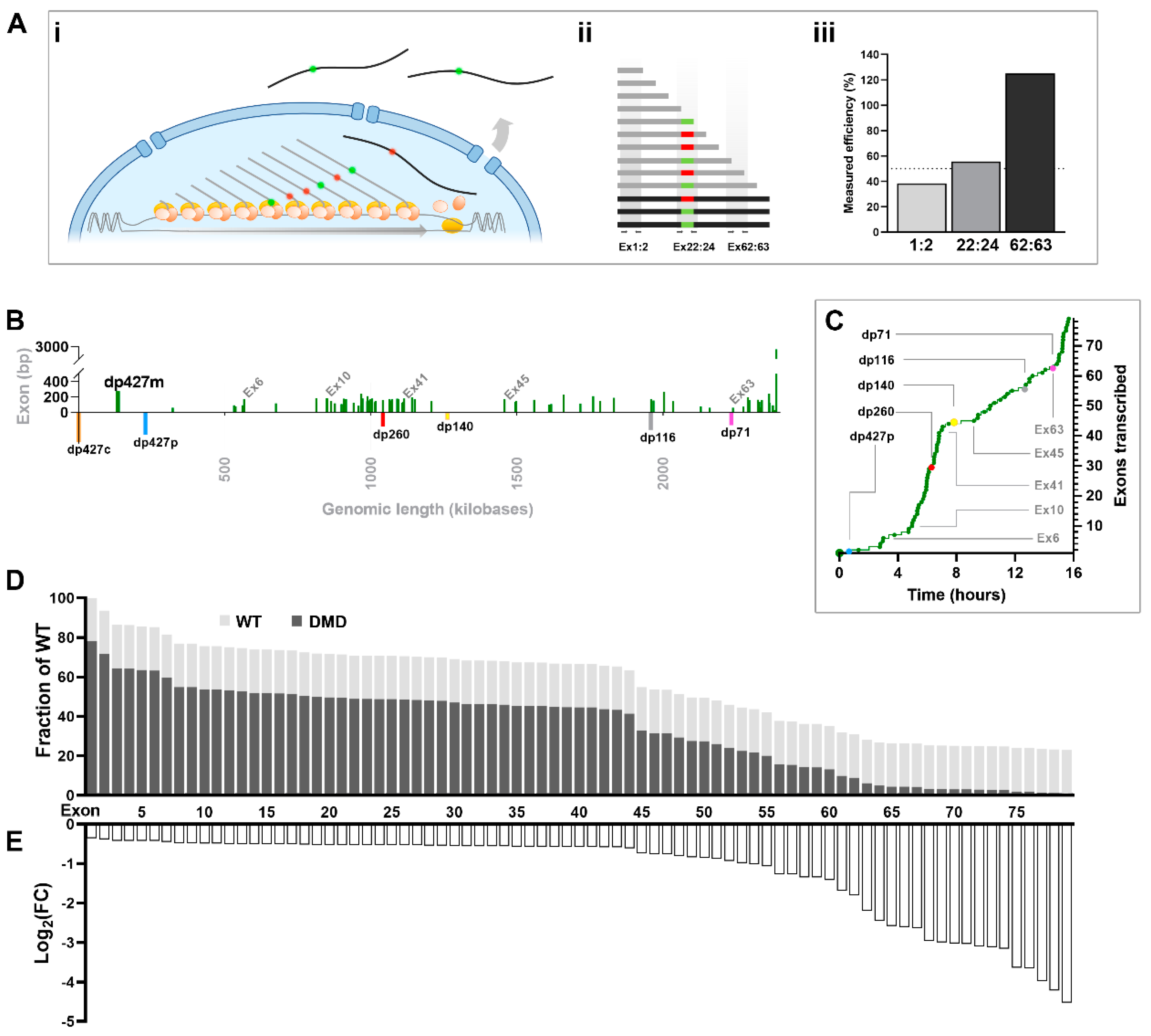 Biomedicines 11 02082 g007