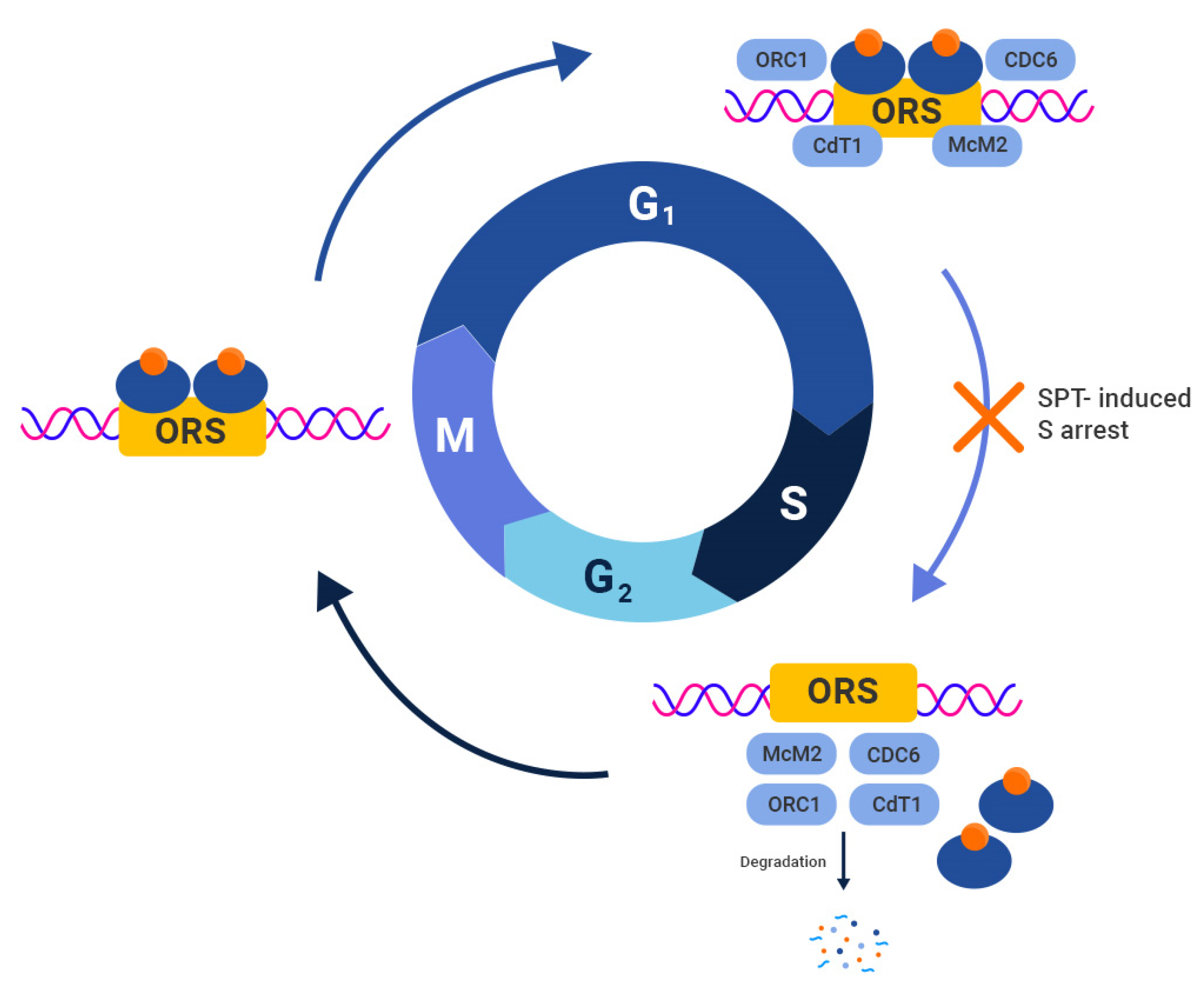 Biomedicines 11 02084 g002