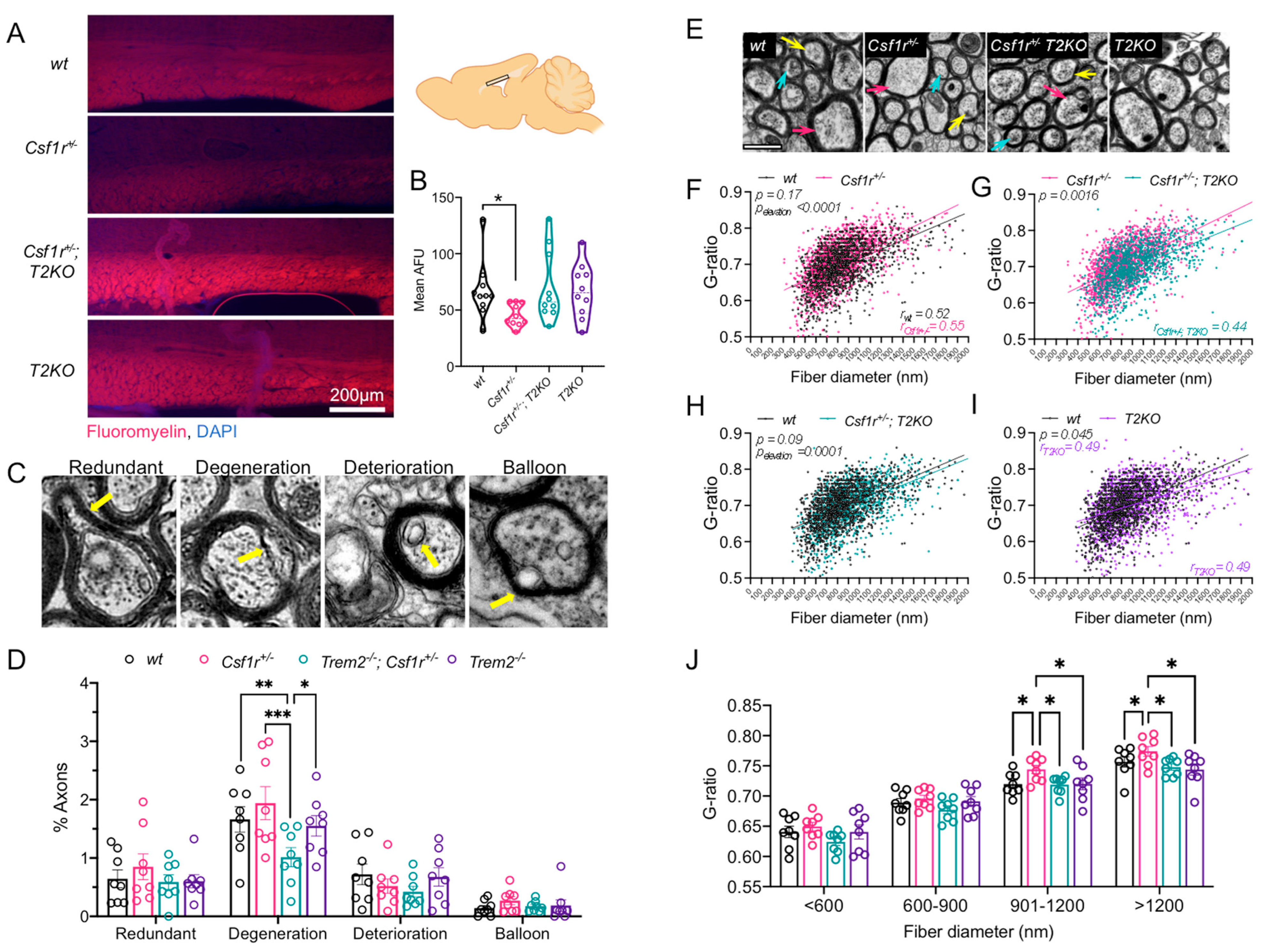 Biomedicines 11 02094 g003 Biomedicines 11 02094 g003