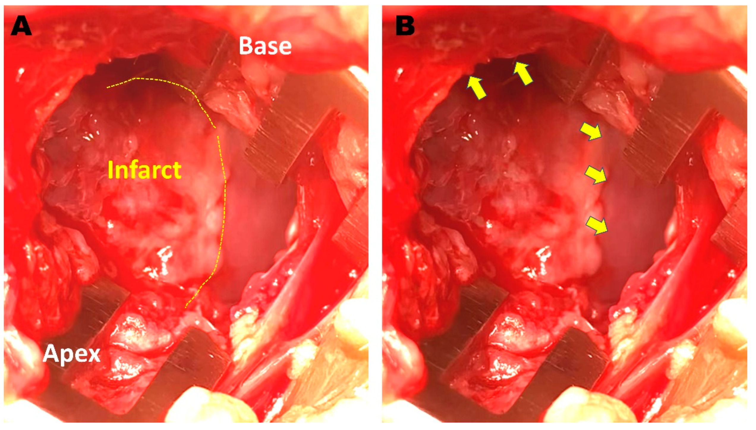 Biomedicines 11 02141 g001