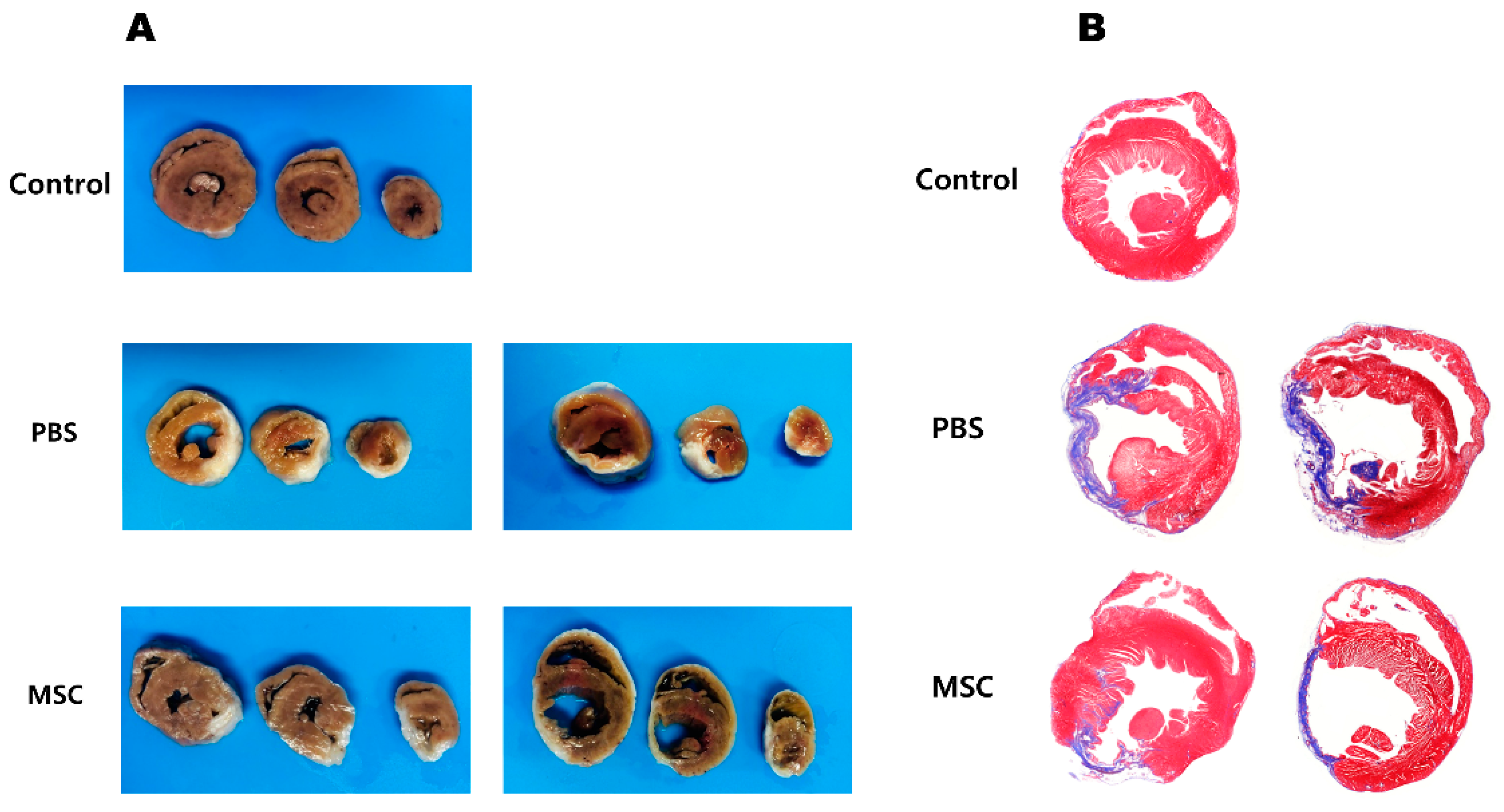 Biomedicines 11 02141 g003