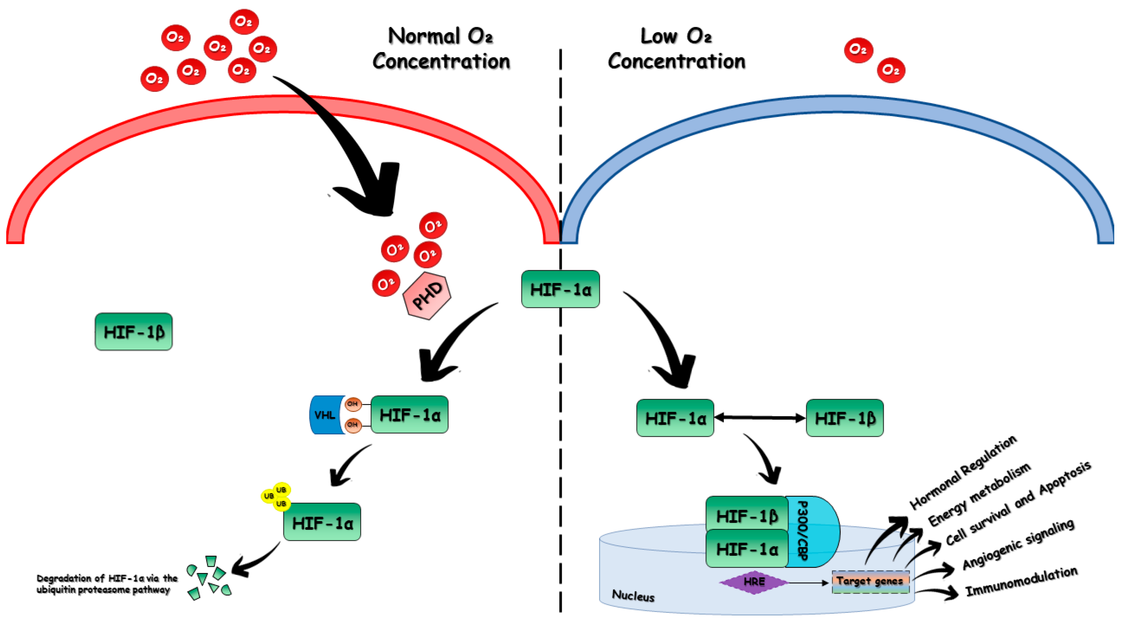 Biomedicines 11 02163 g001