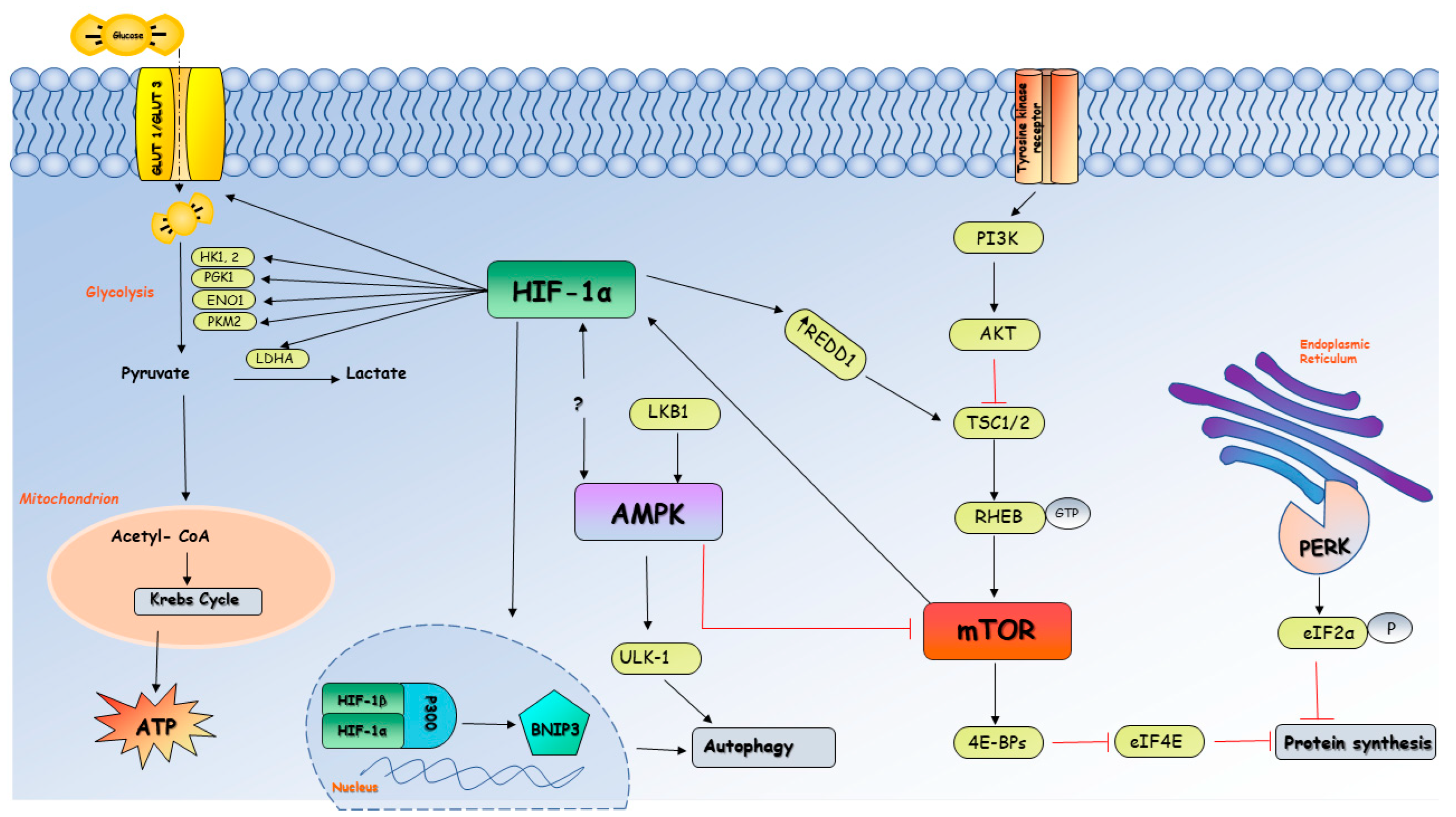 Biomedicines 11 02163 g002