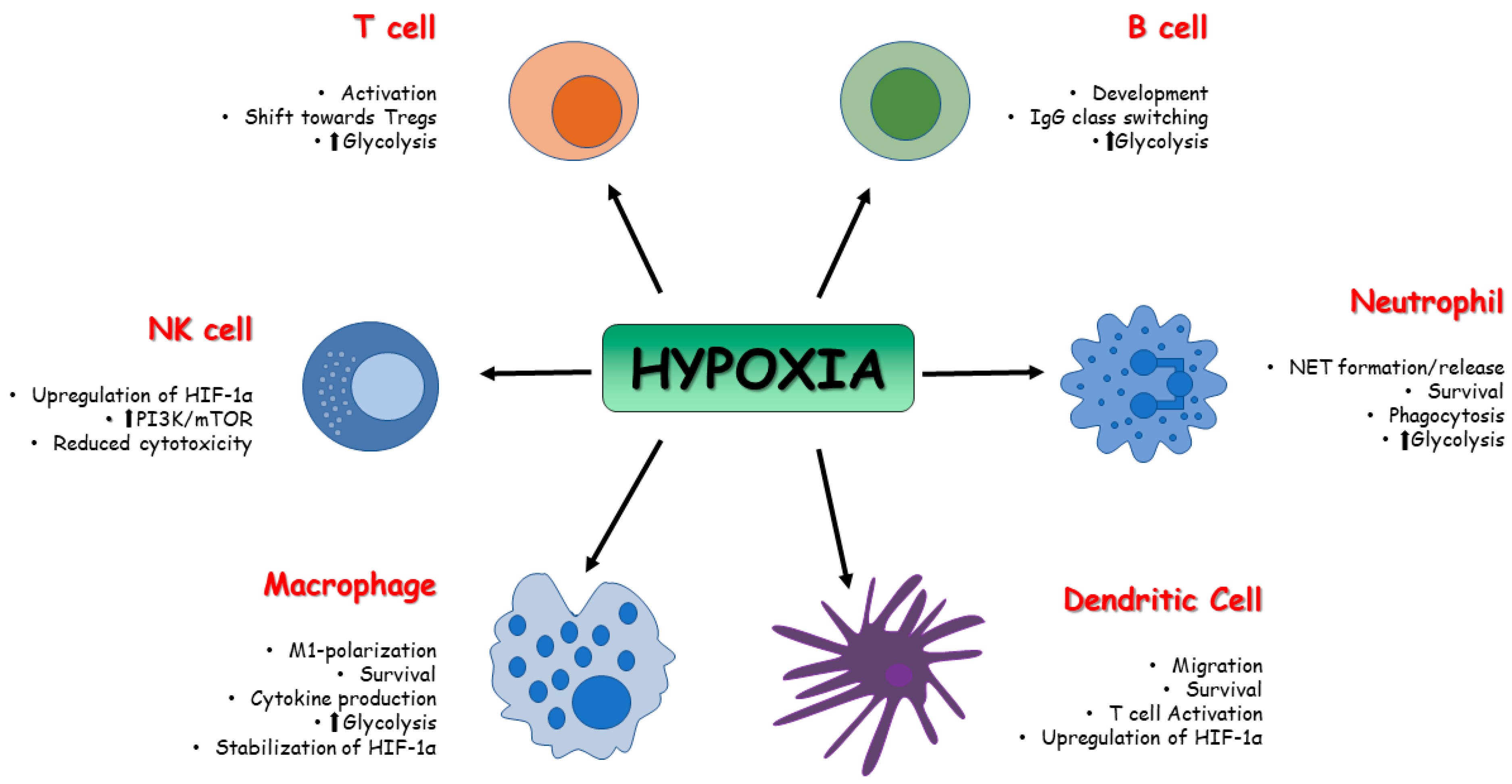 Biomedicines 11 02163 g003