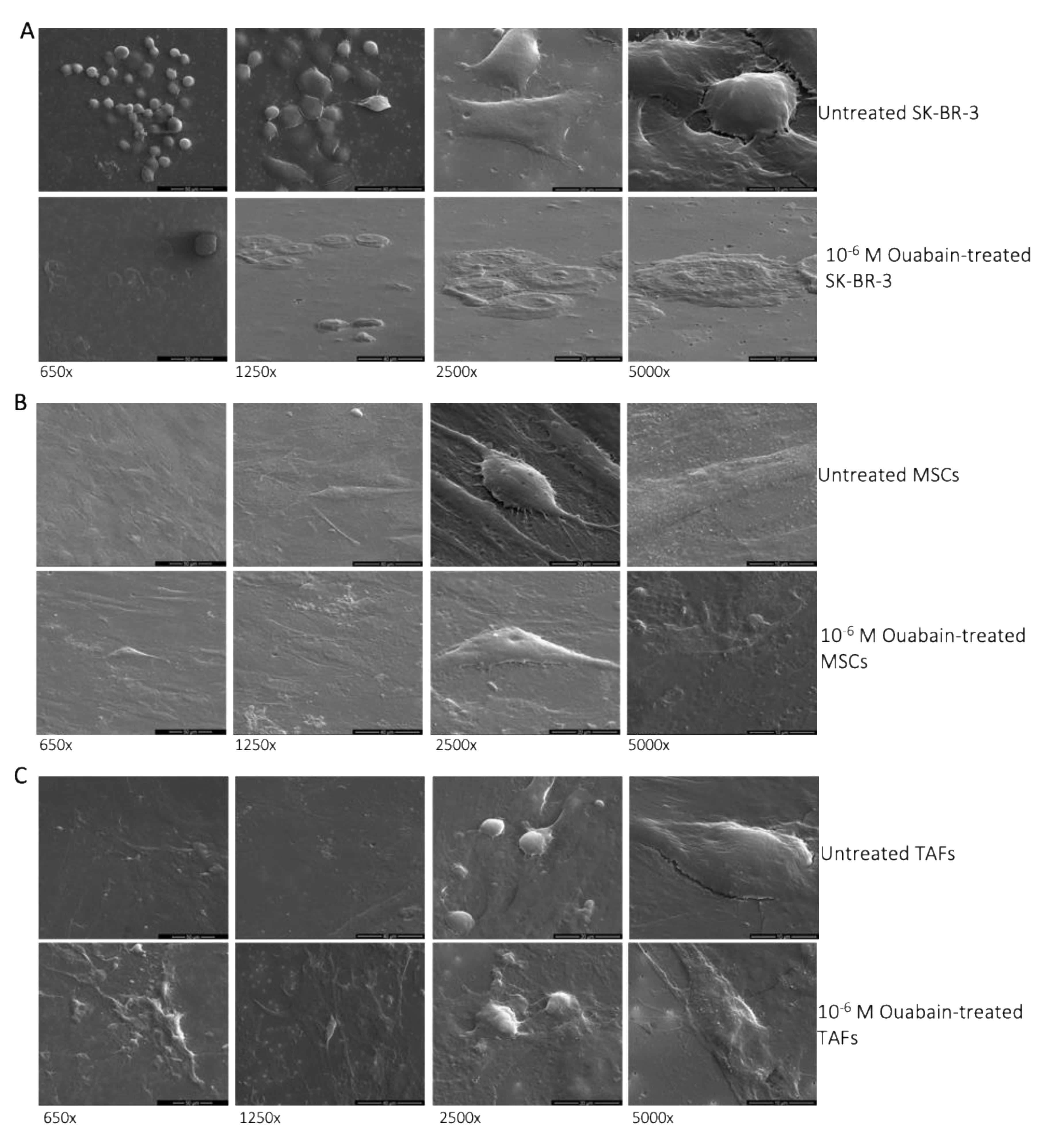 Biomedicines 11 02205 g001
