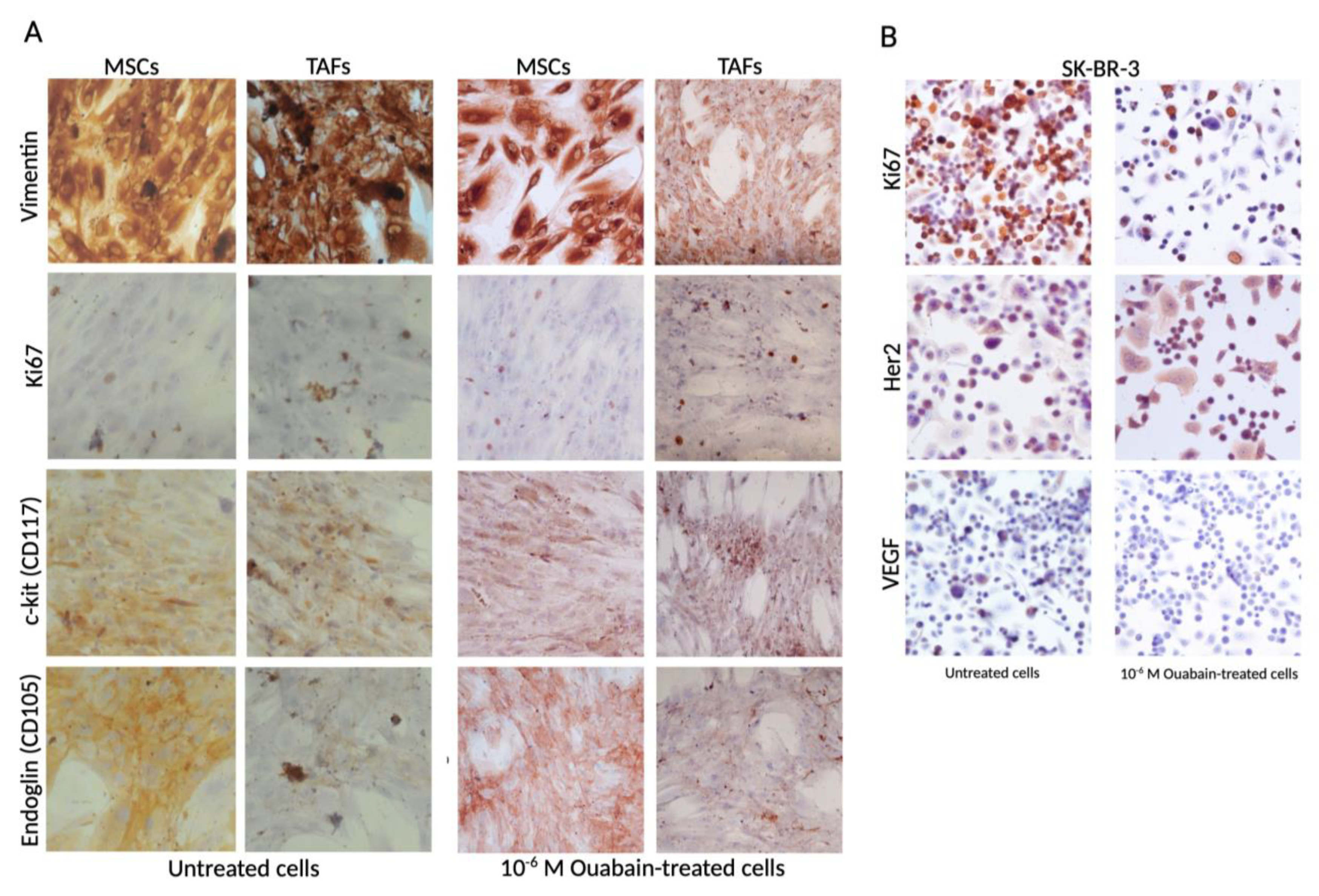 Biomedicines 11 02205 g003