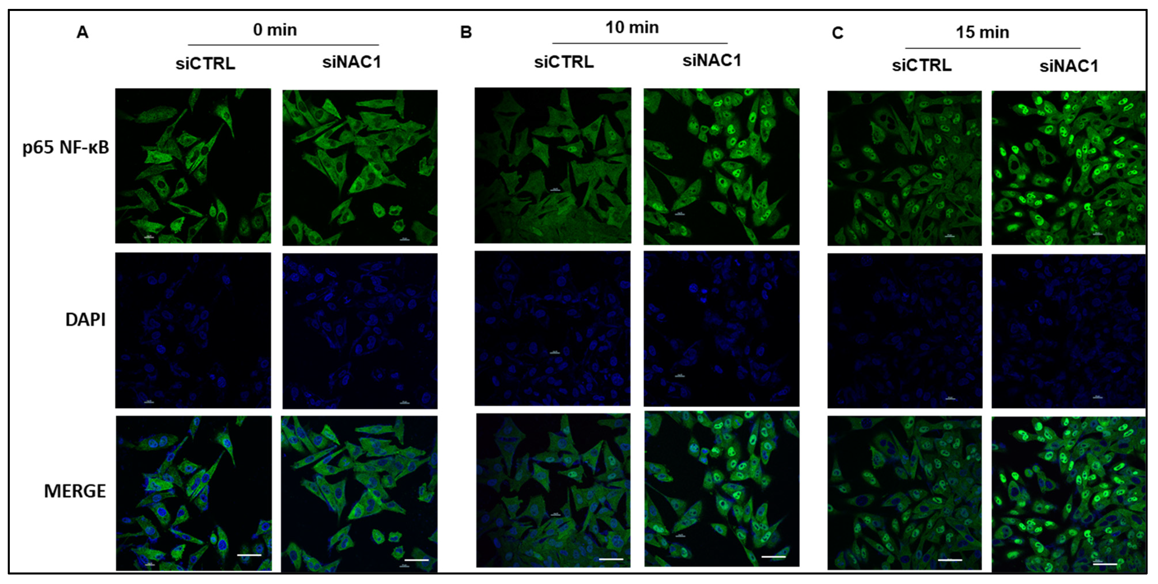 Biomedicines 11 02221 g003