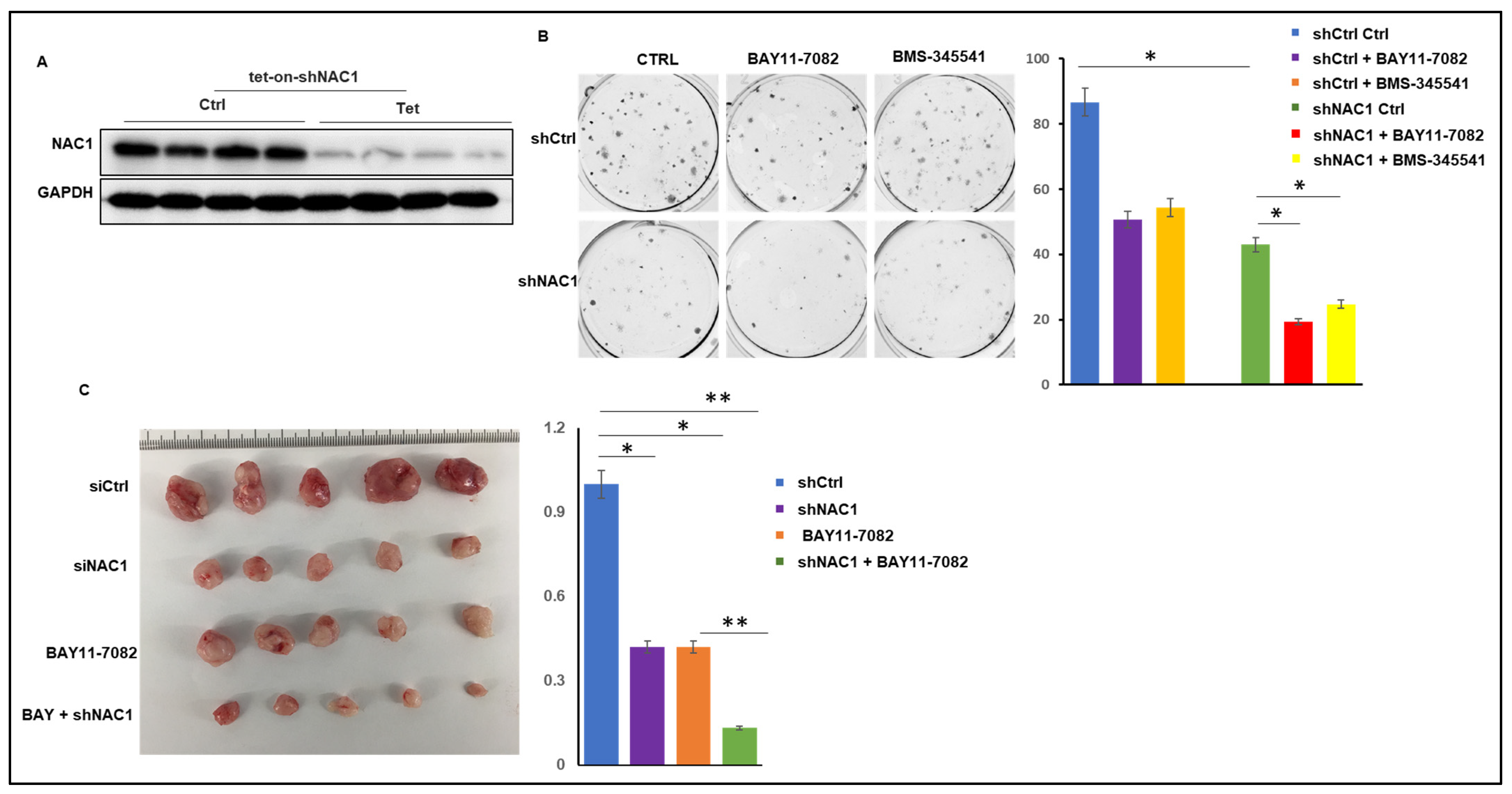 Biomedicines 11 02221 g004