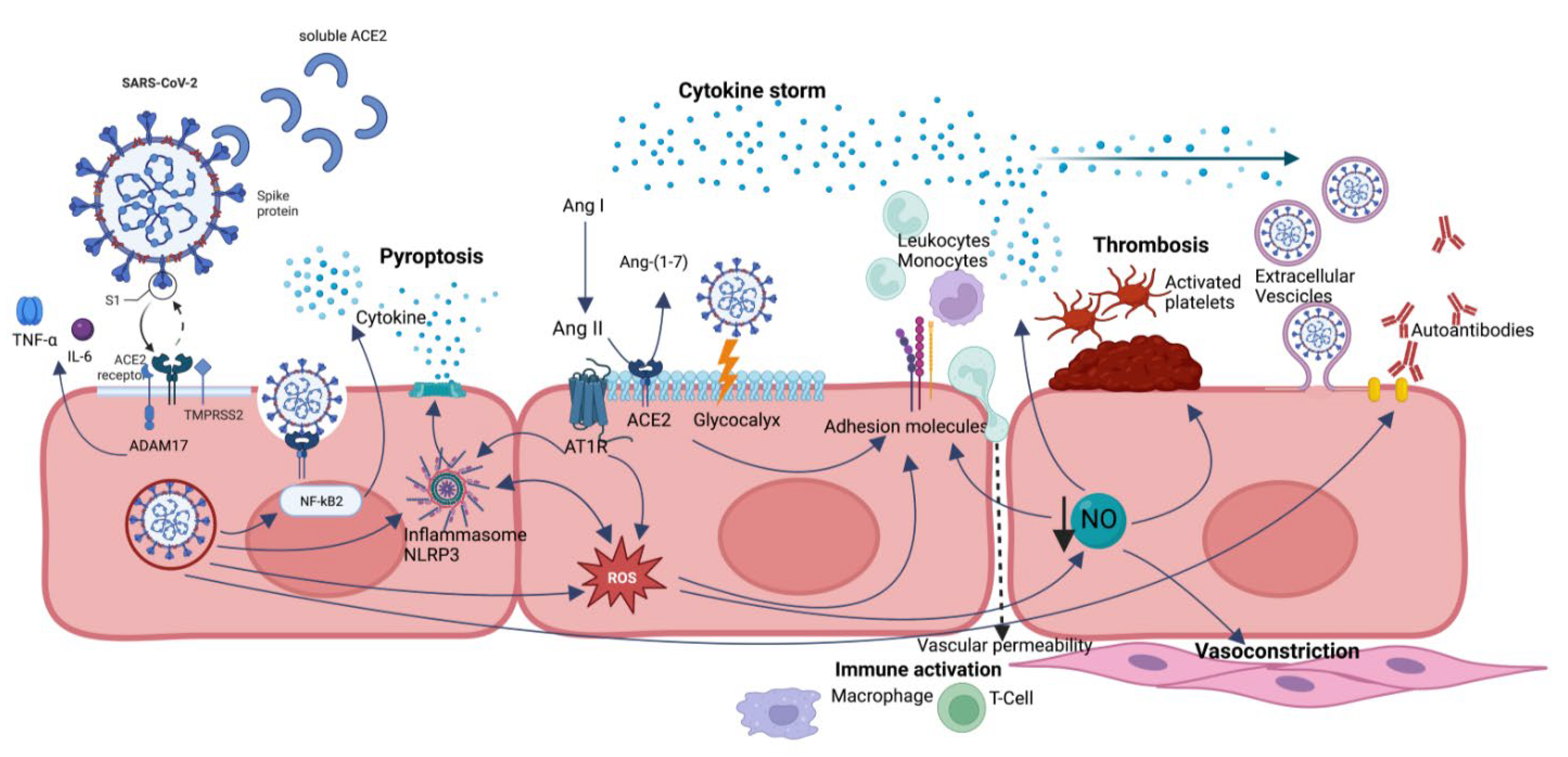 Biomedicines 11 02239 g001 Biomedicines 11 02239 g001