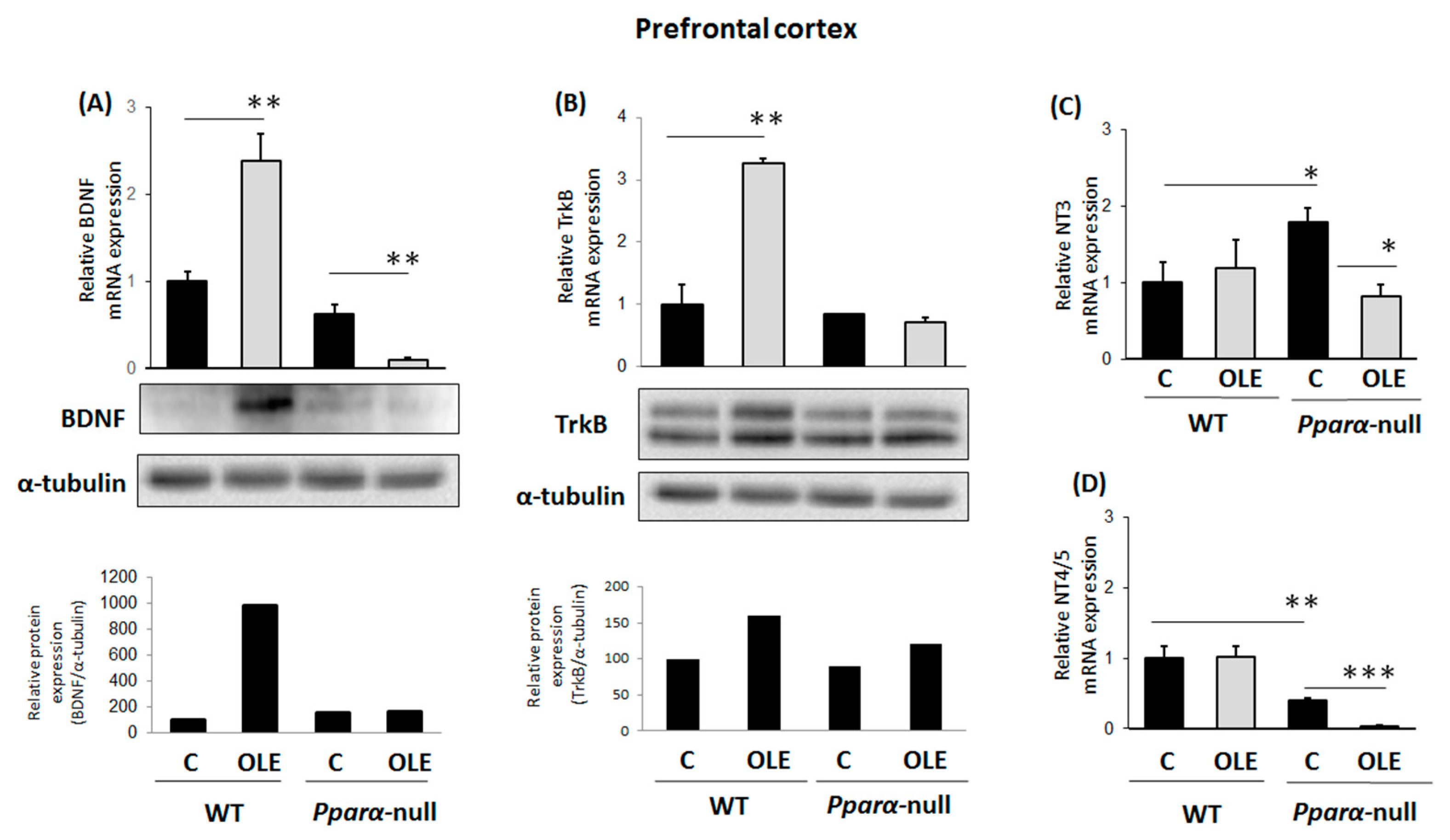 Biomedicines 11 02250 g001