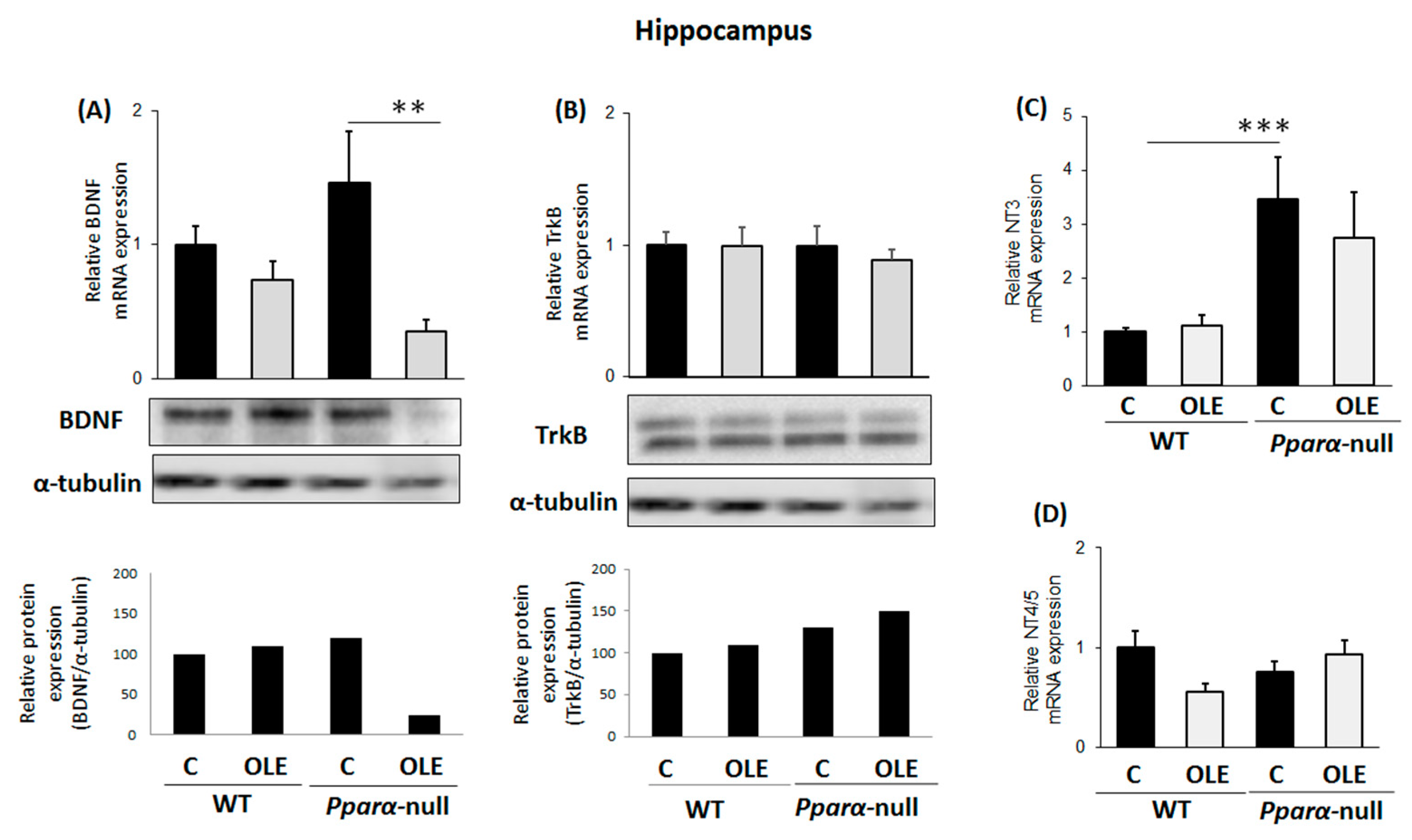 Biomedicines 11 02250 g002