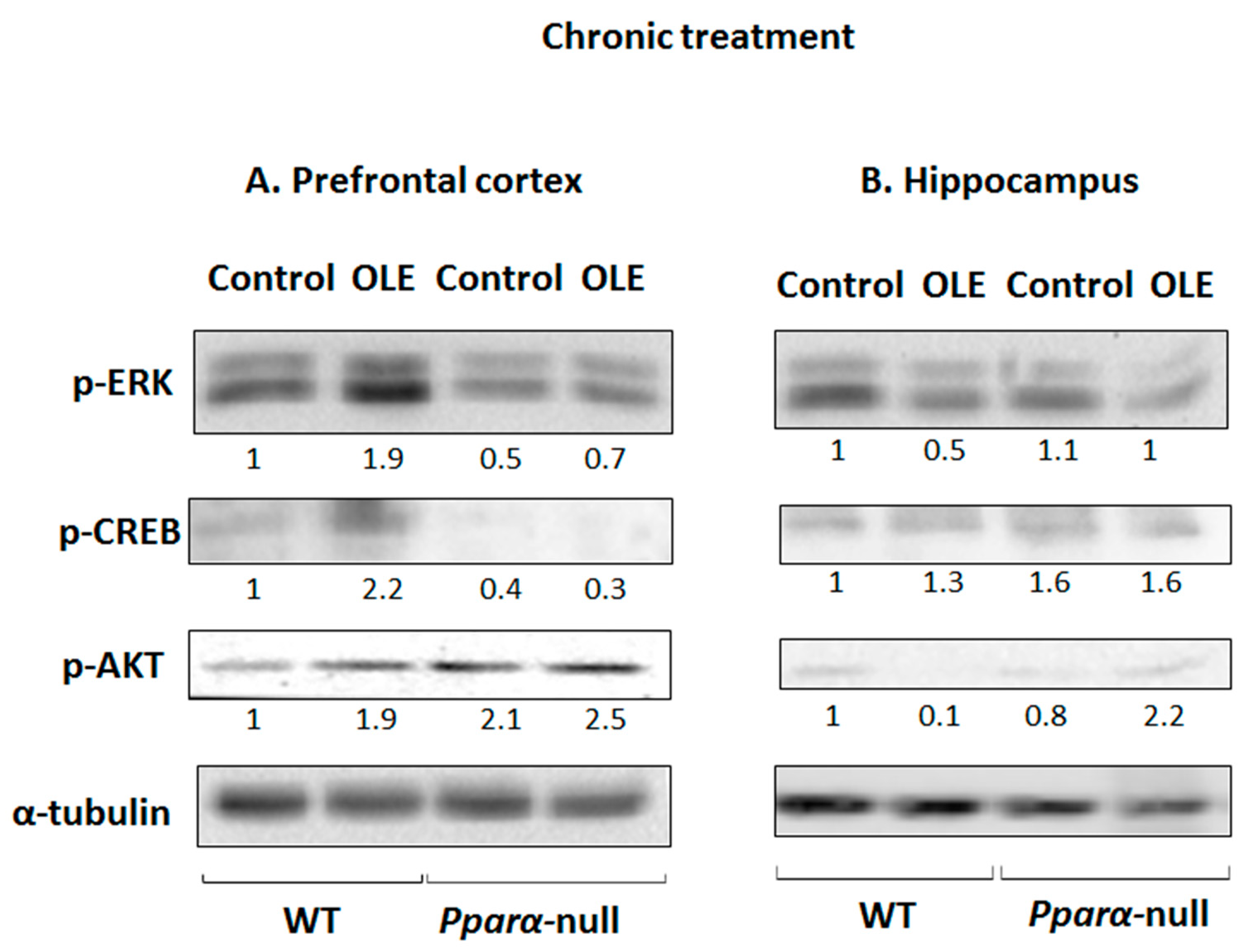 Biomedicines 11 02250 g003