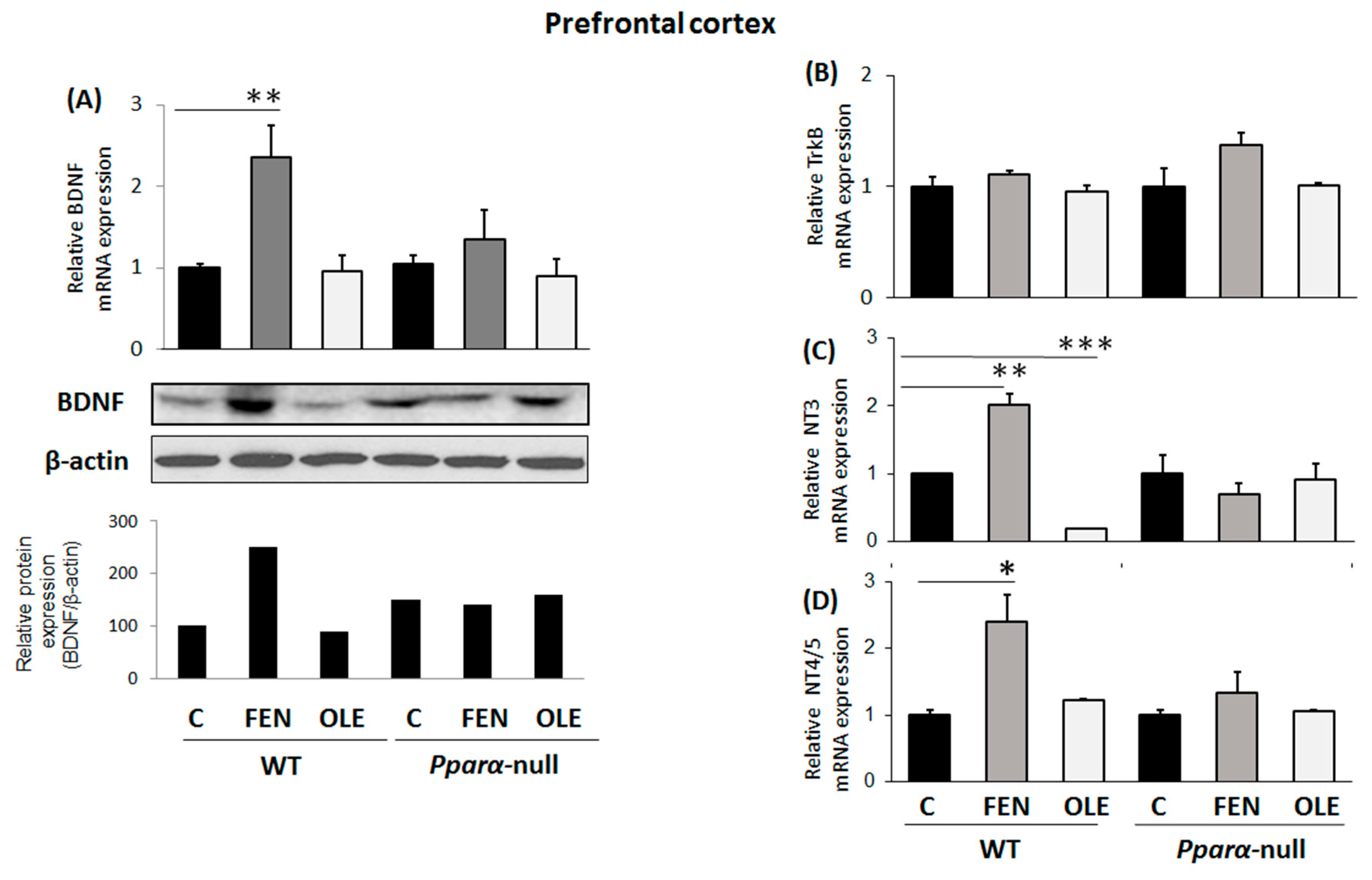 Biomedicines 11 02250 g004