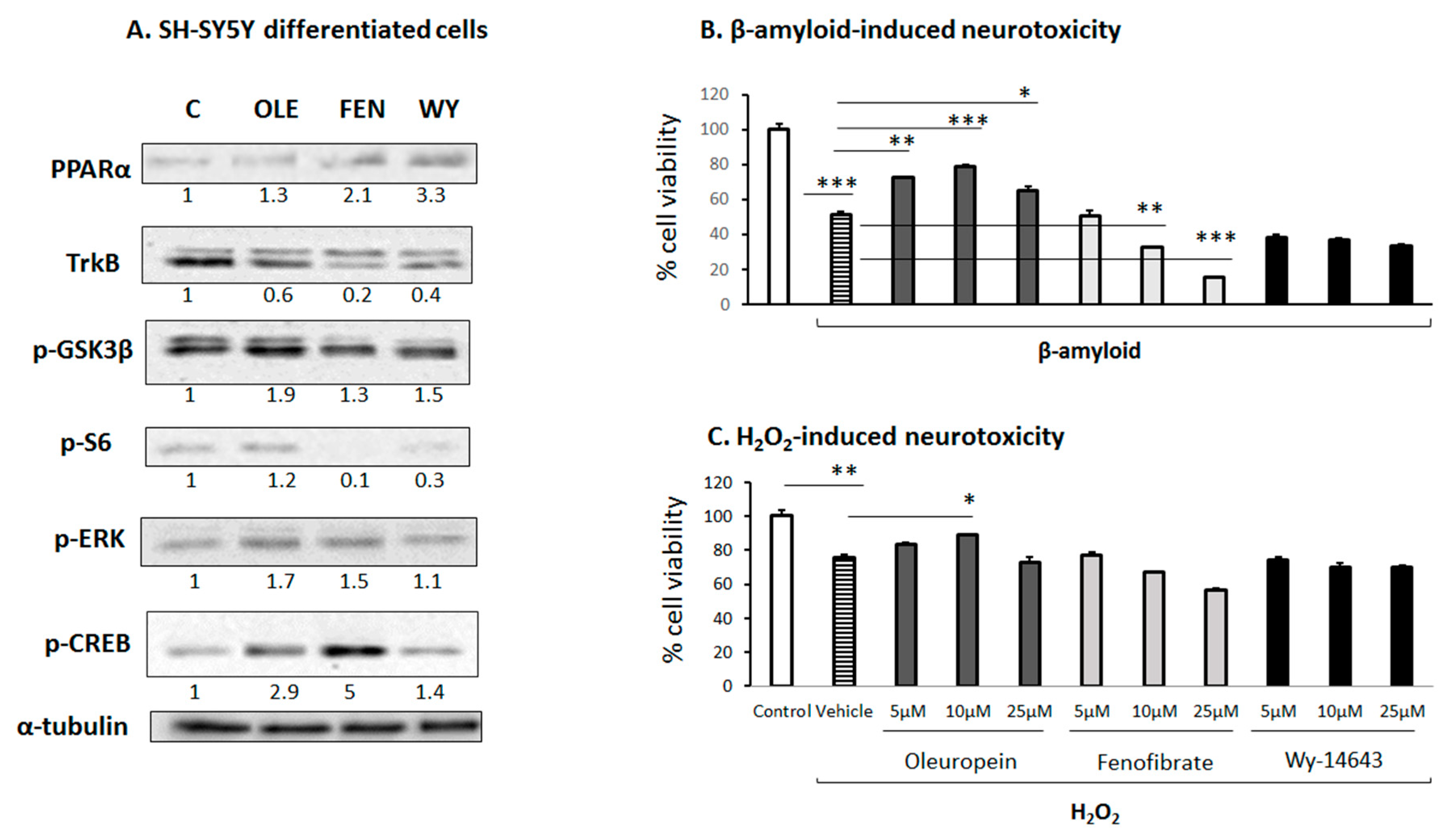 Biomedicines 11 02250 g006