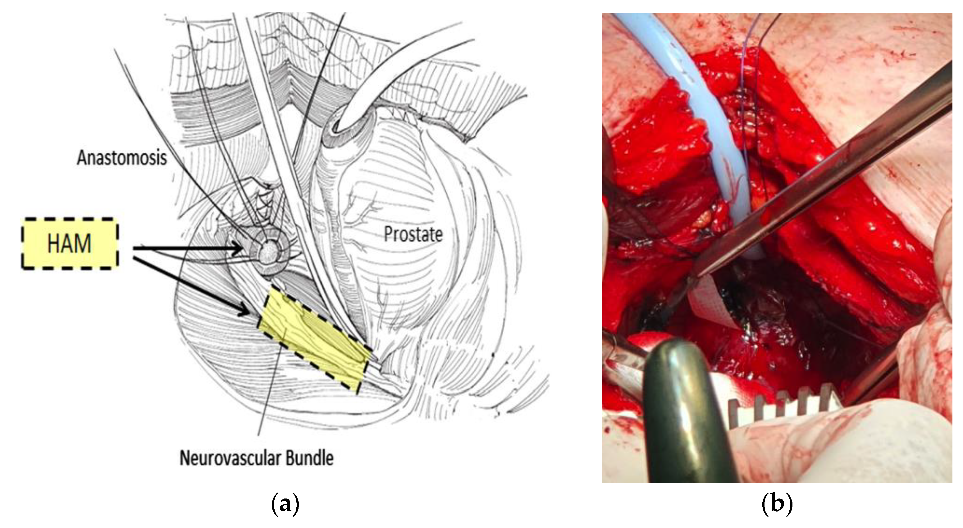 Biomedicines 11 02260 g002