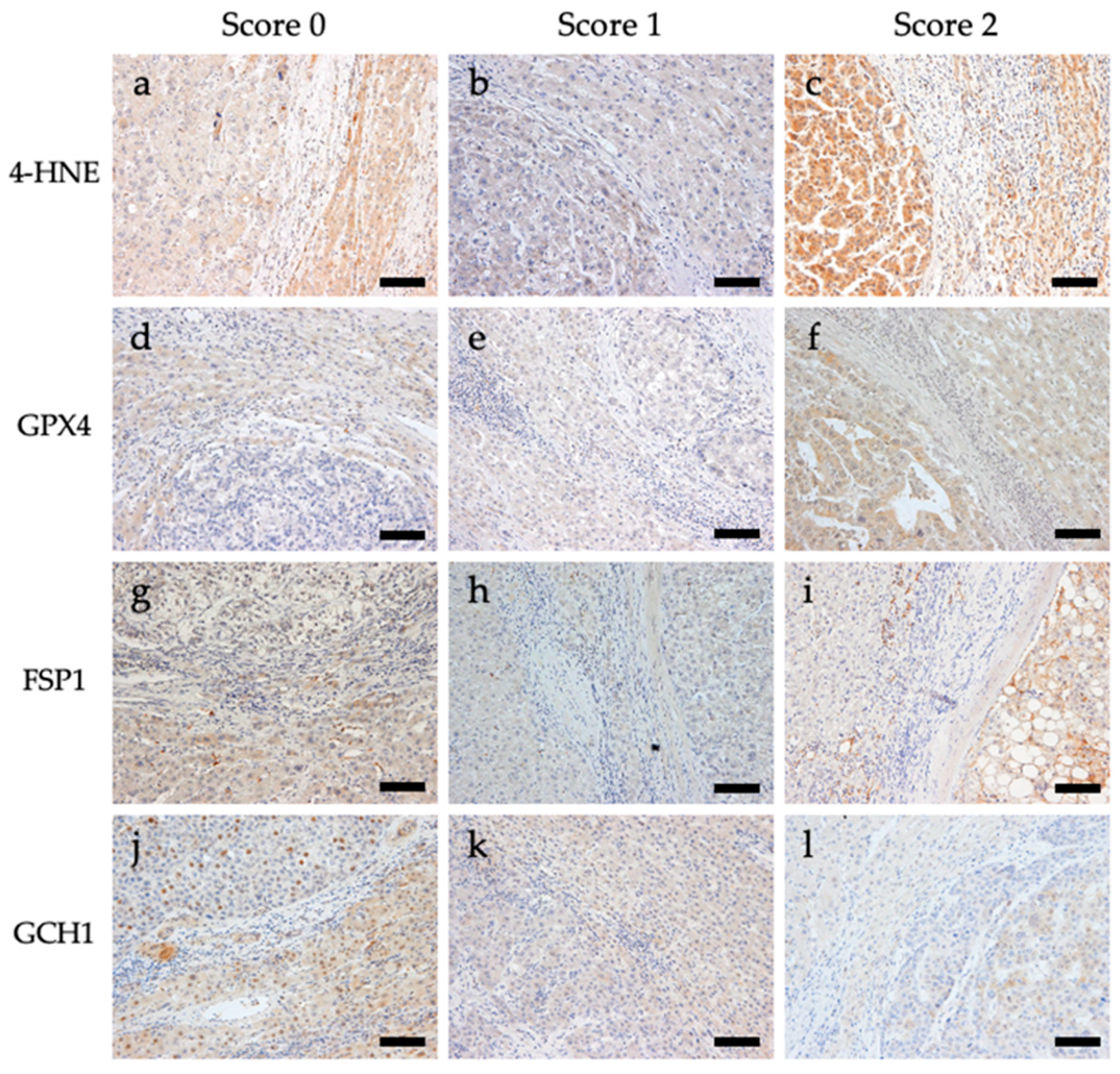 Biomedicines 11 02278 g001