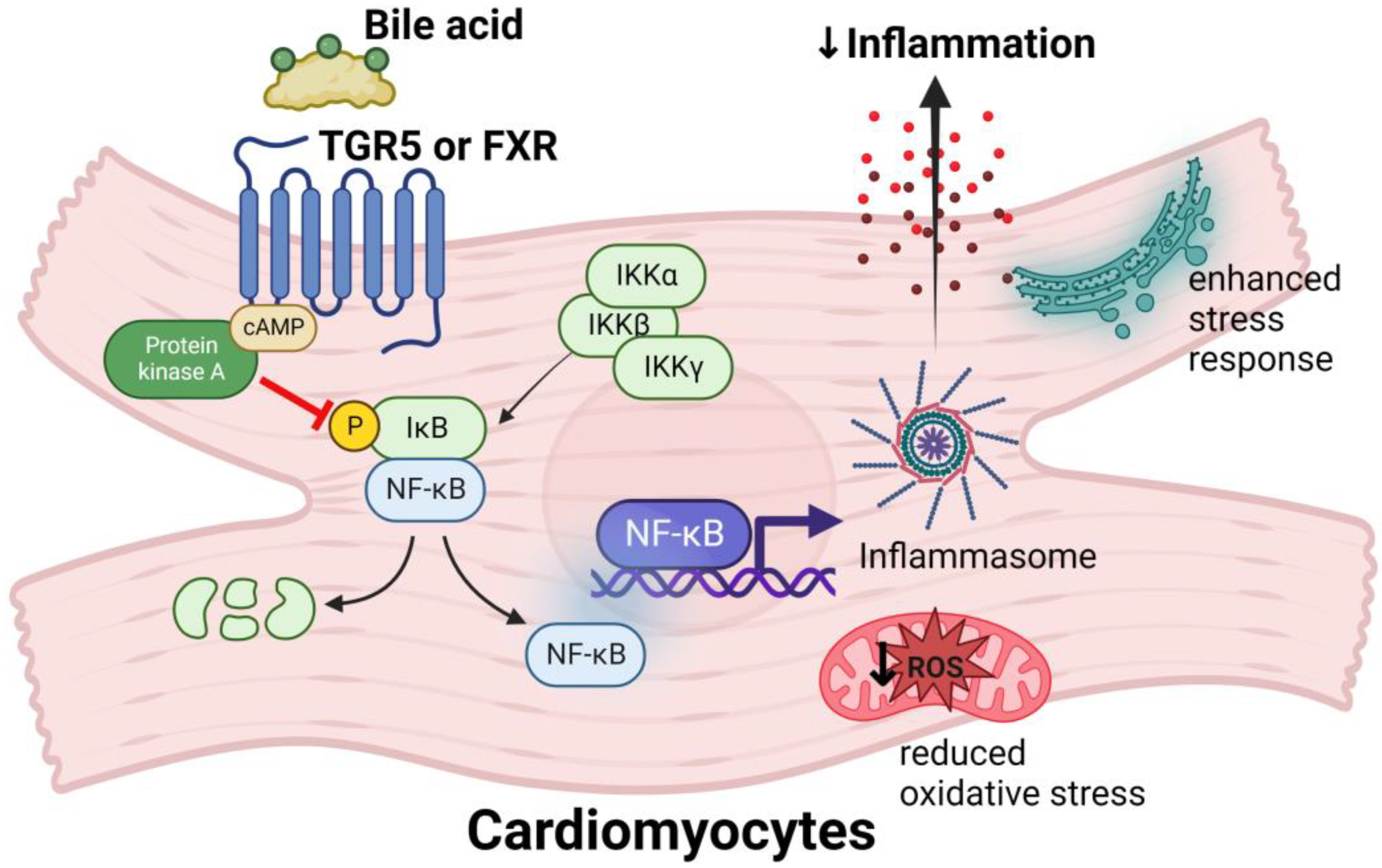Biomedicines 11 02313 g002