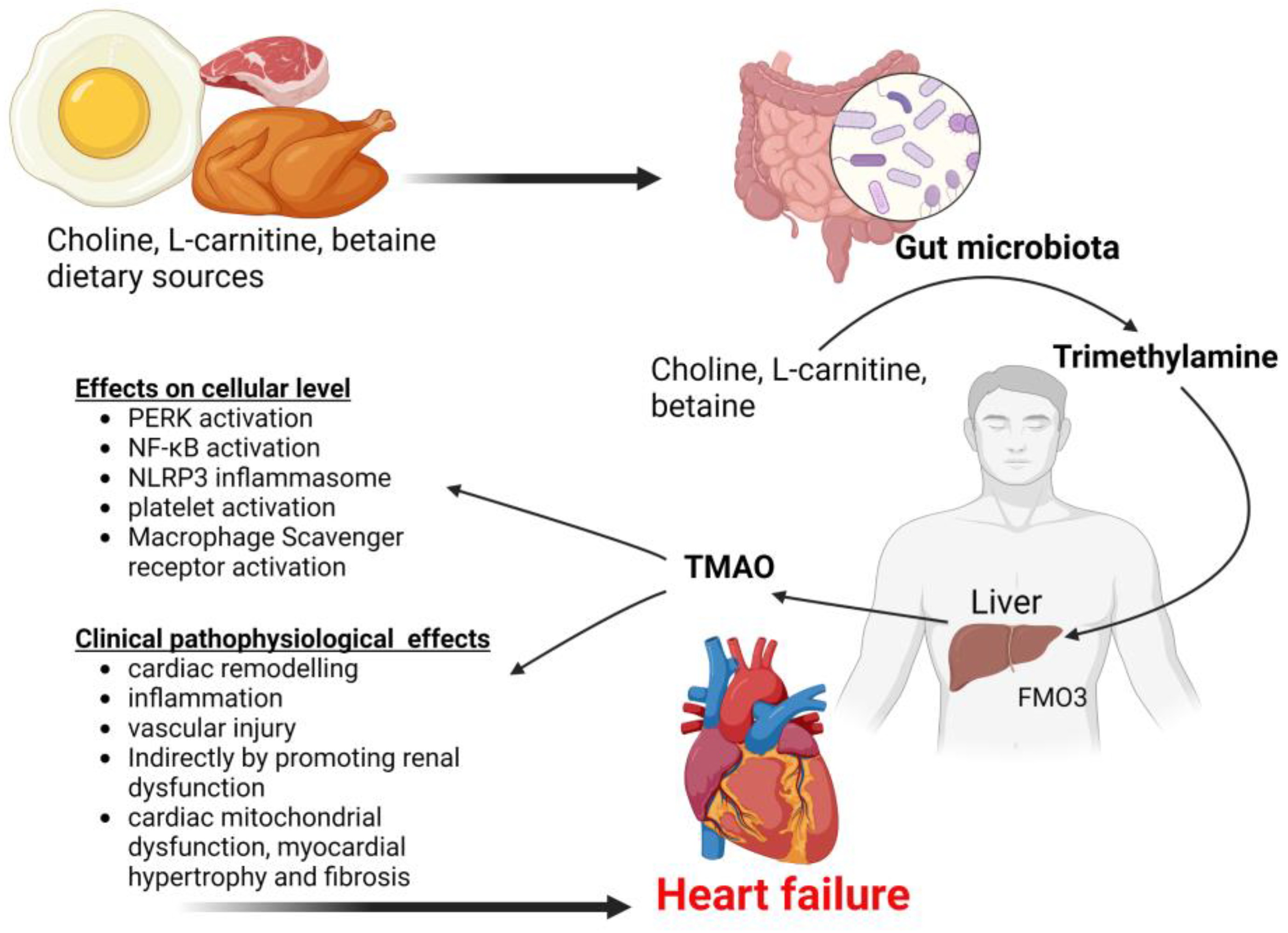 Biomedicines 11 02313 g004