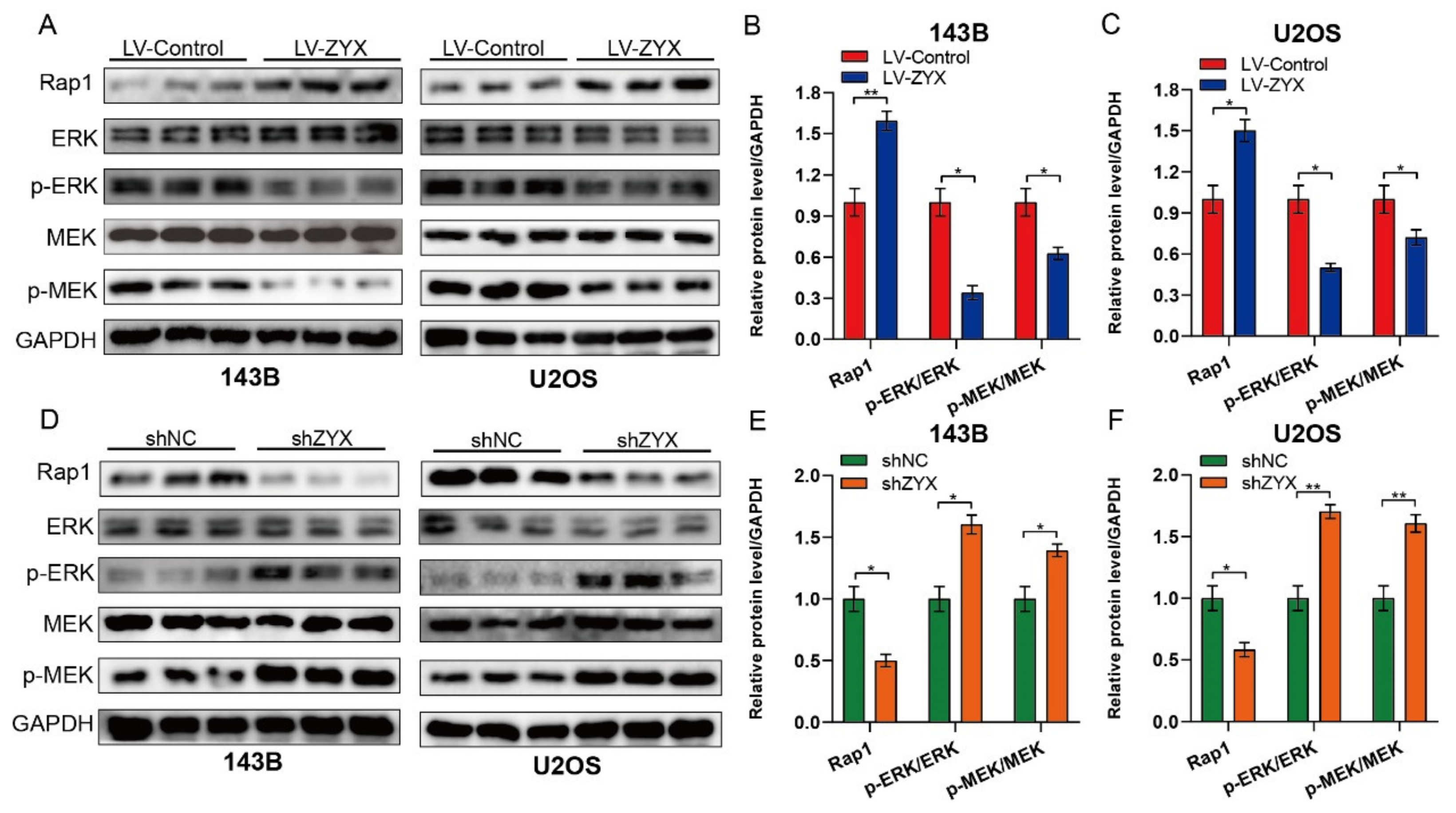 Biomedicines 11 02314 g005