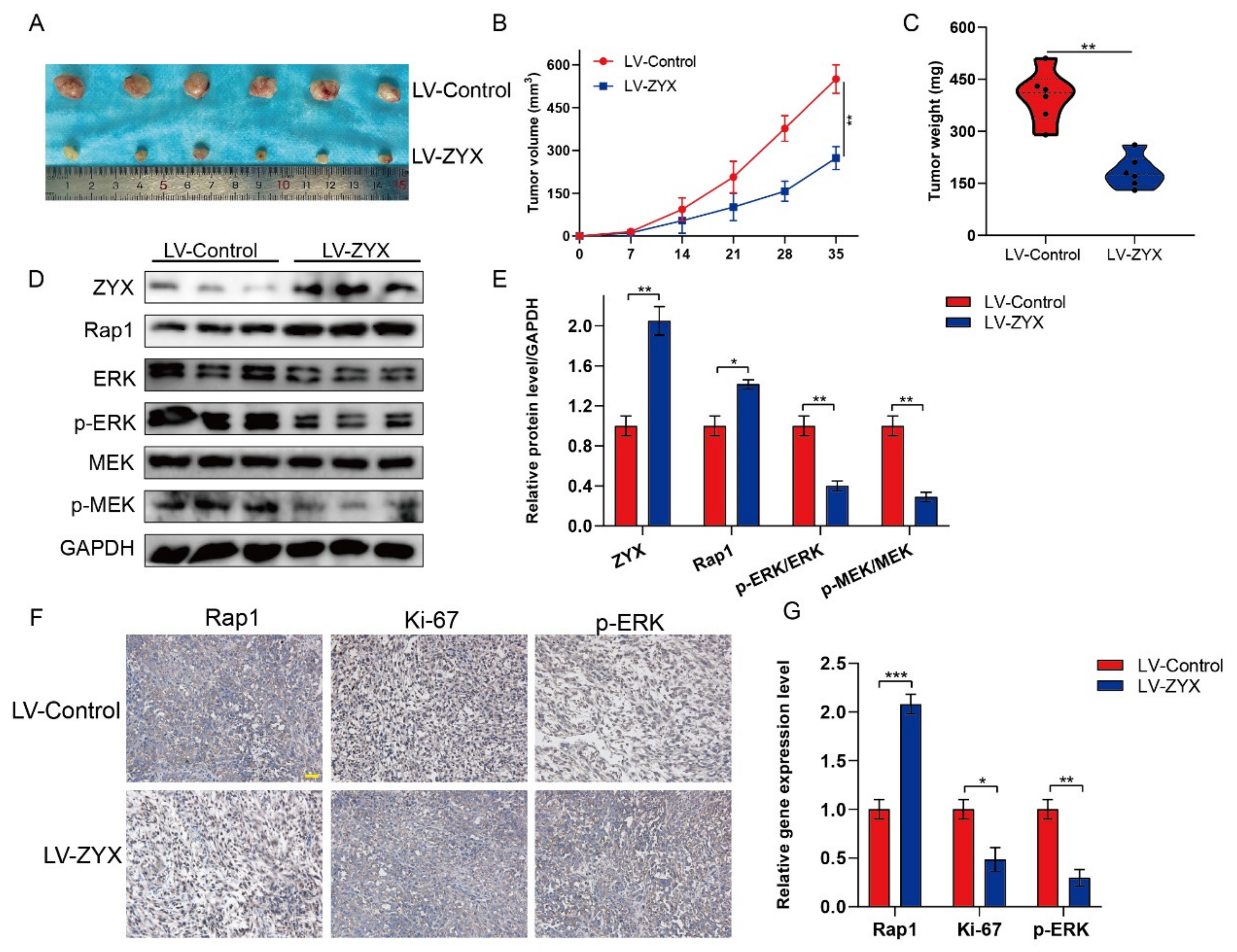 Biomedicines 11 02314 g007