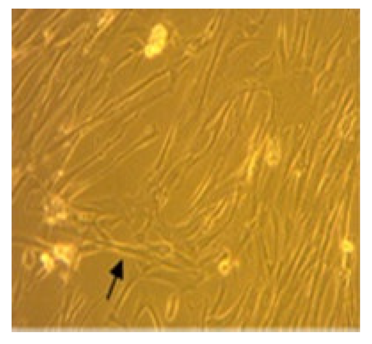Biomedicines 11 02325 g001 Biomedicines 11 02325 g001