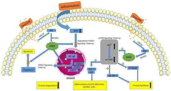 Biomedicines 11 02329 g008