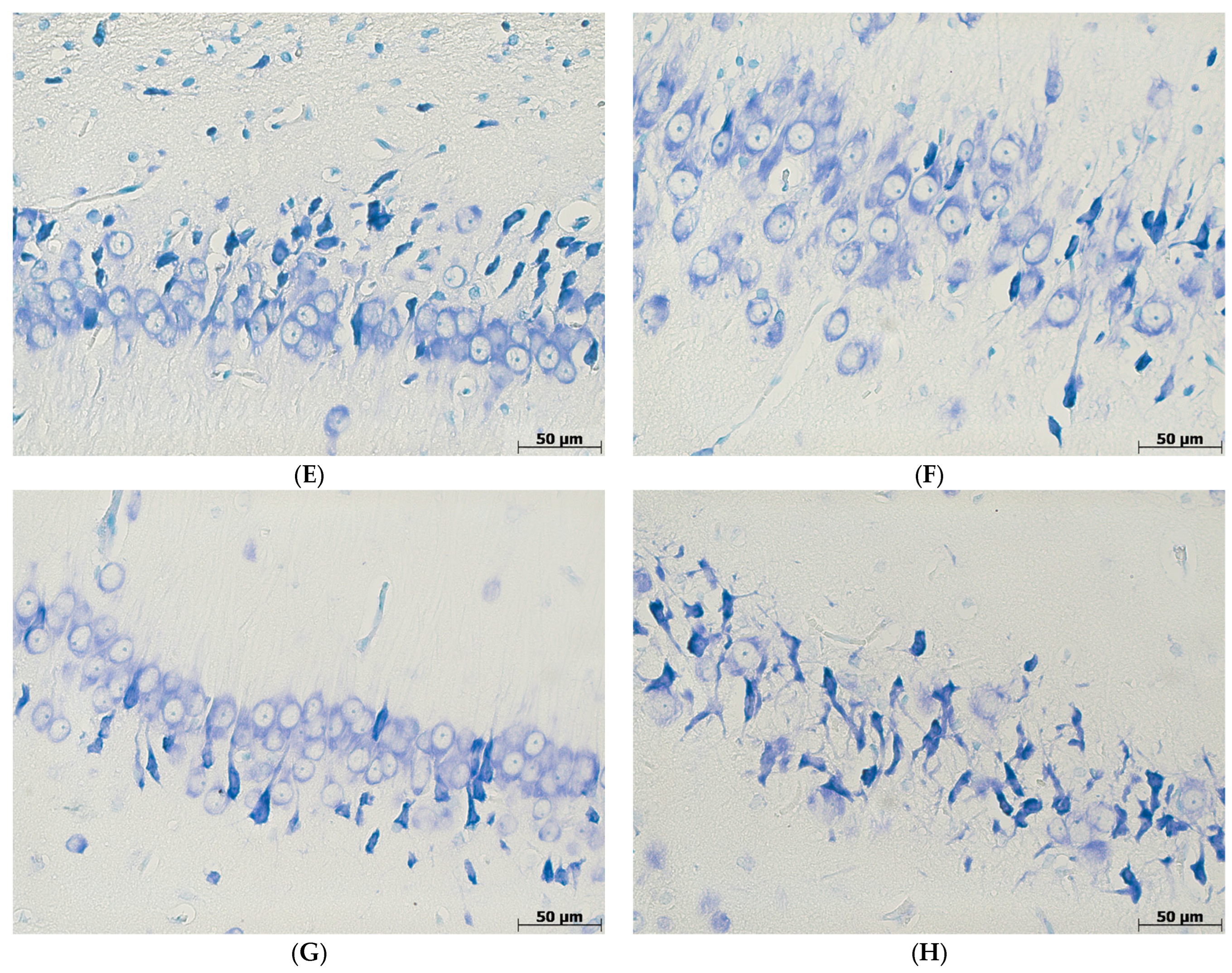 Biomedicines 11 02336 g002b