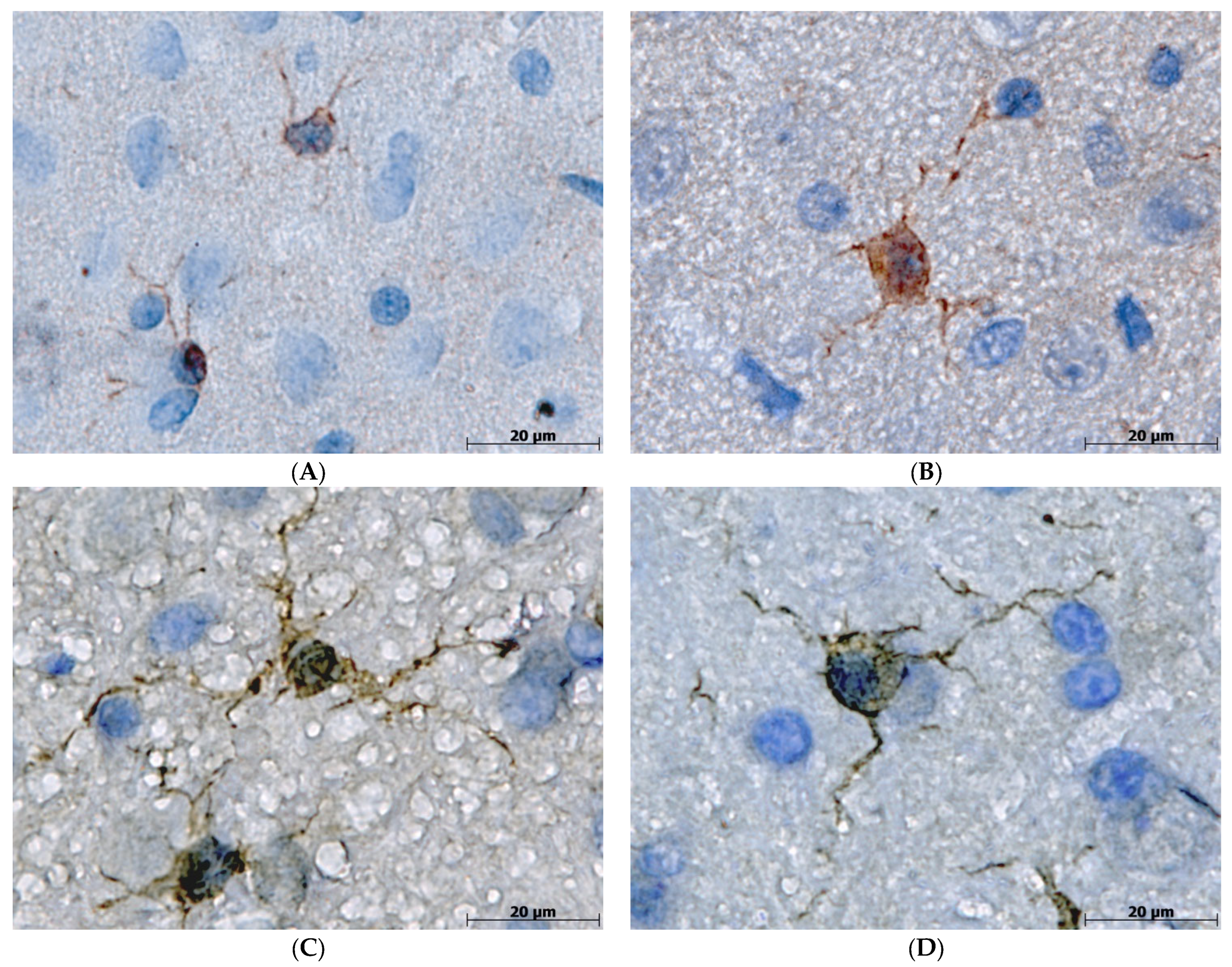 Biomedicines 11 02336 g004