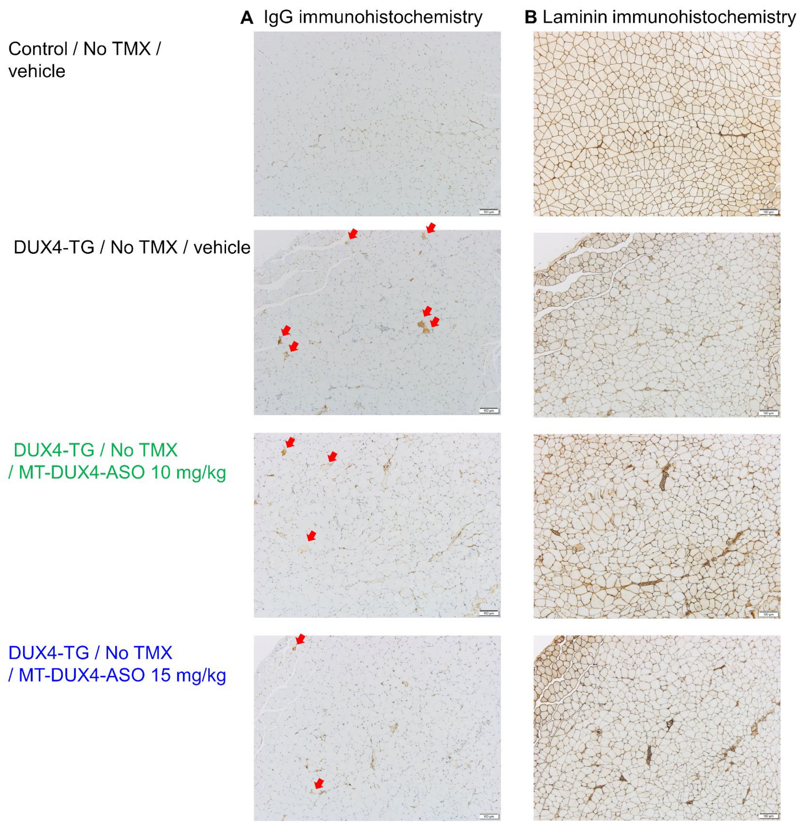 Biomedicines 11 02339 g003
