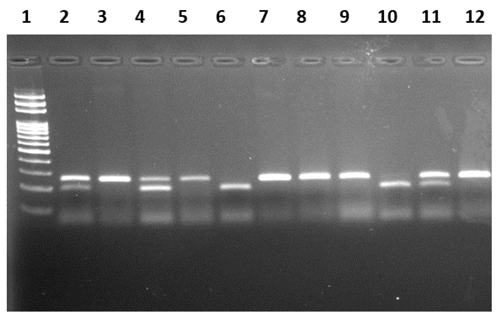 Biomedicines 11 02341 g001 Biomedicines 11 02341 g001