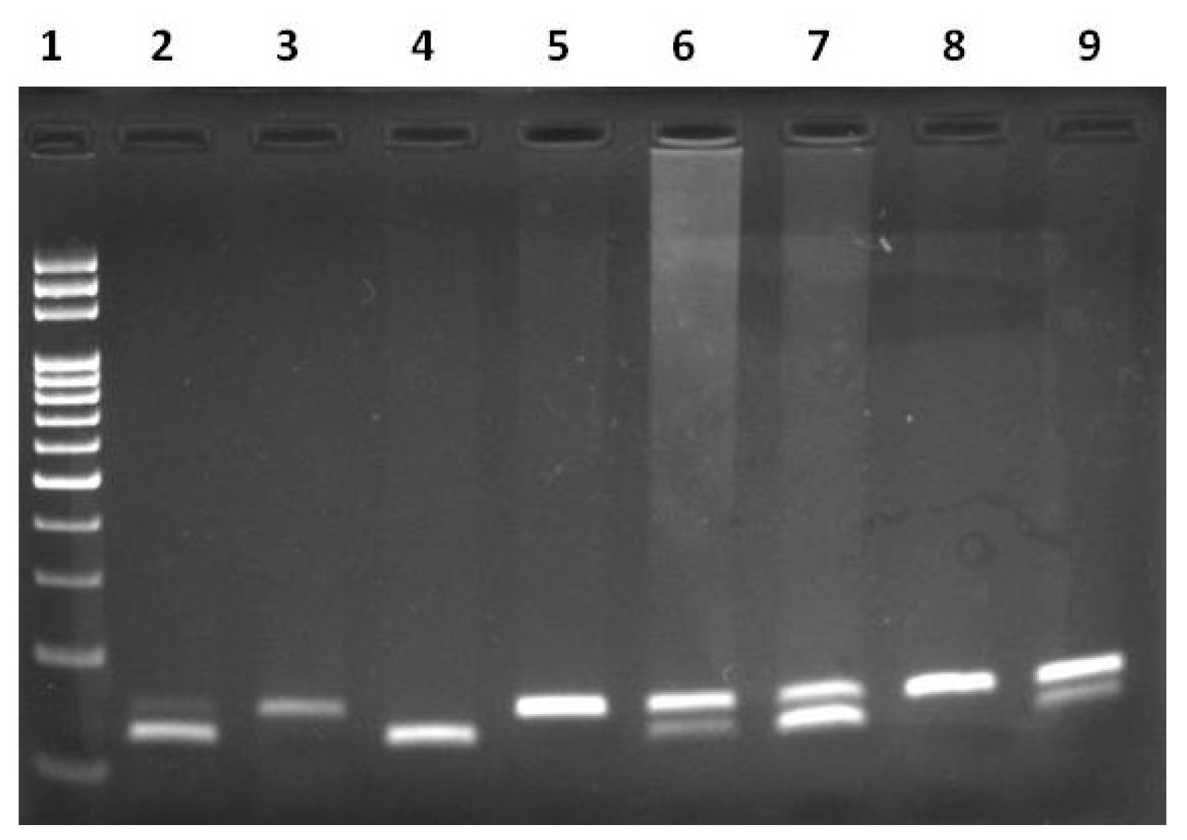 Biomedicines 11 02341 g002 Biomedicines 11 02341 g002
