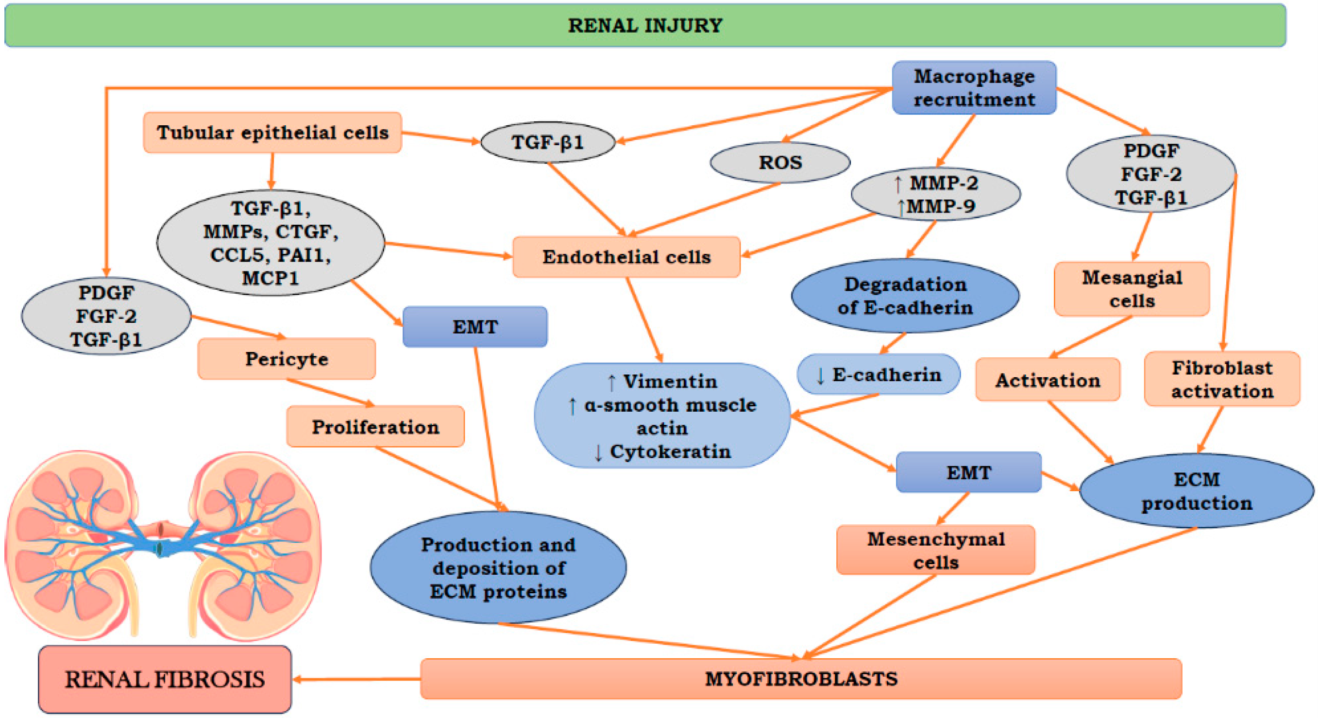 Biomedicines 11 02358 g001