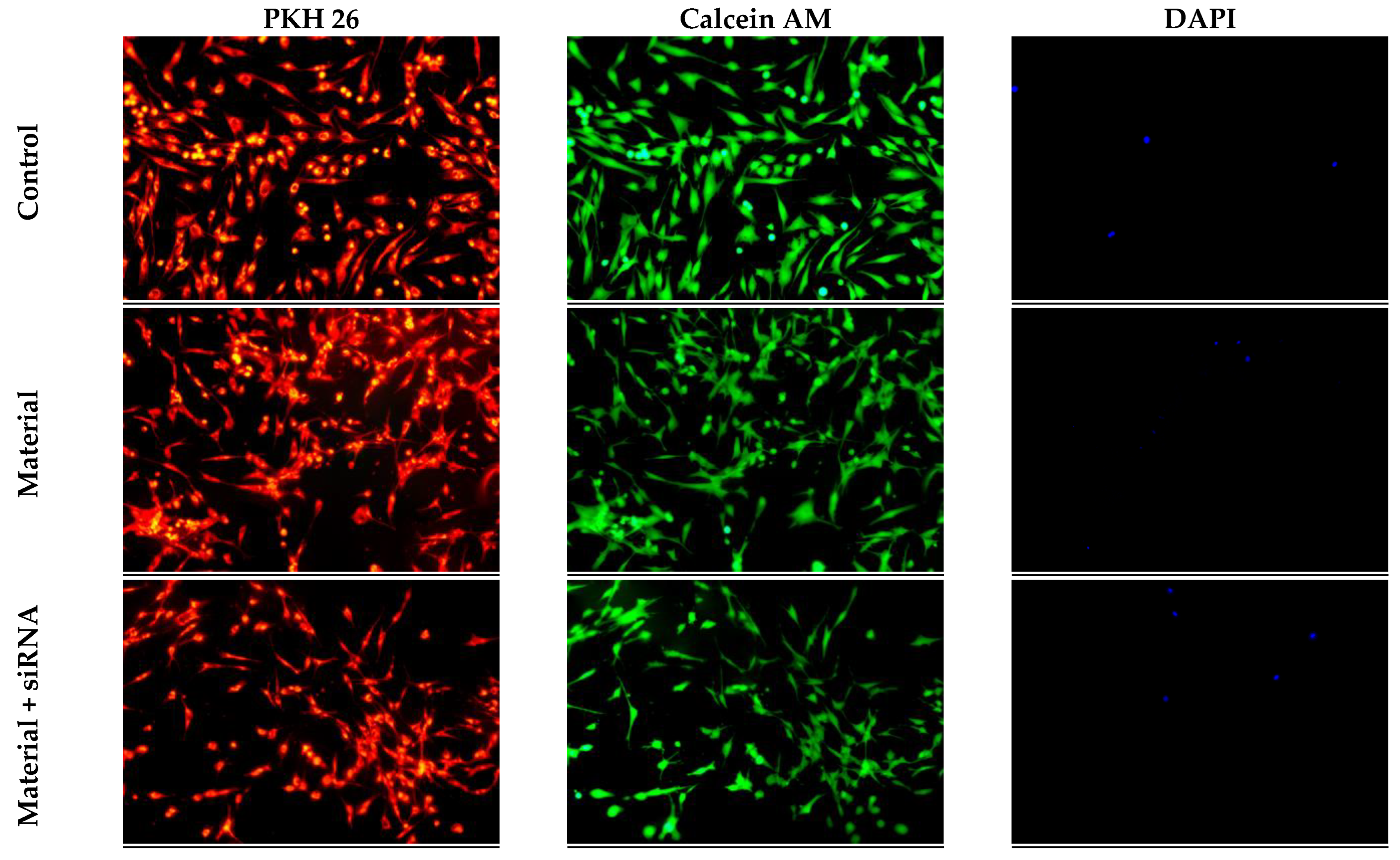 Biomedicines 11 02363 g006 Biomedicines 11 02363 g006