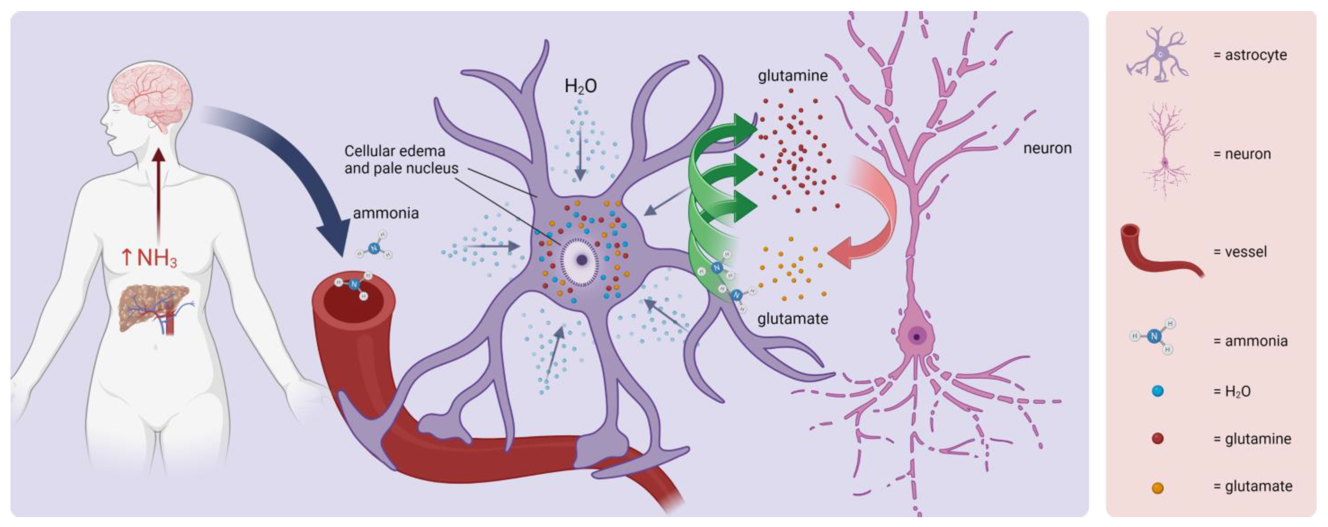 Biomedicines 11 02388 g004