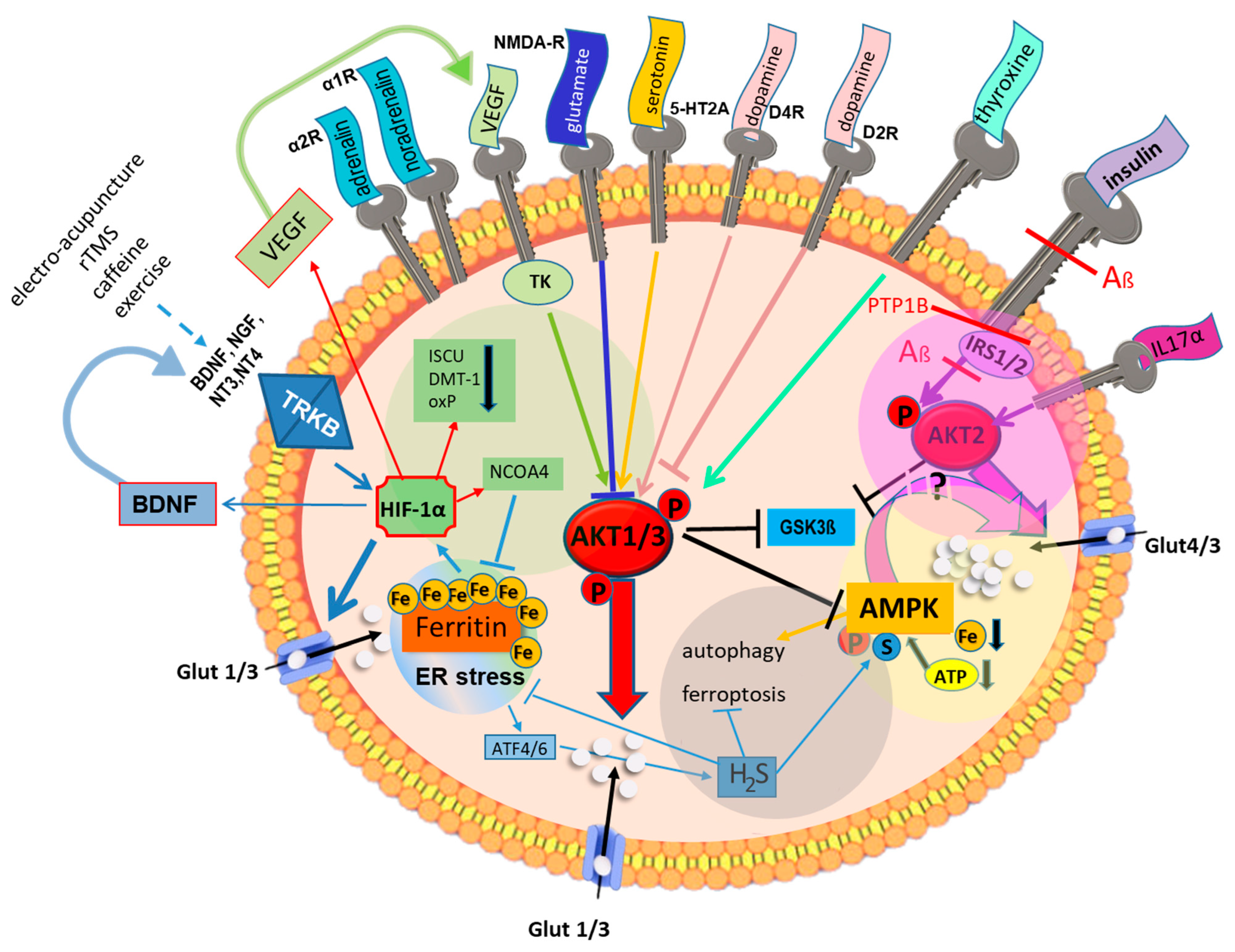 Biomedicines 11 02421 g003