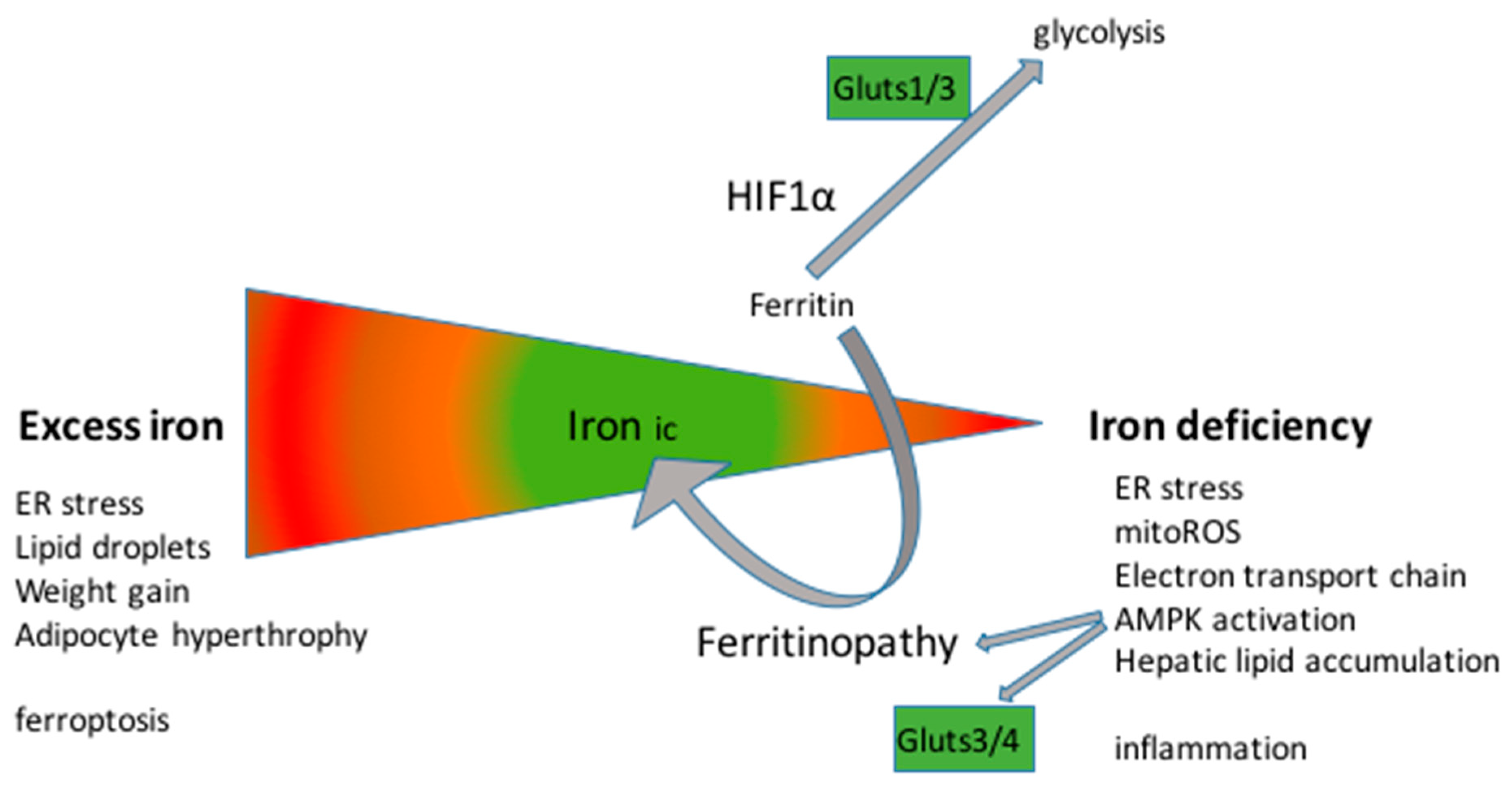 Biomedicines 11 02421 g004