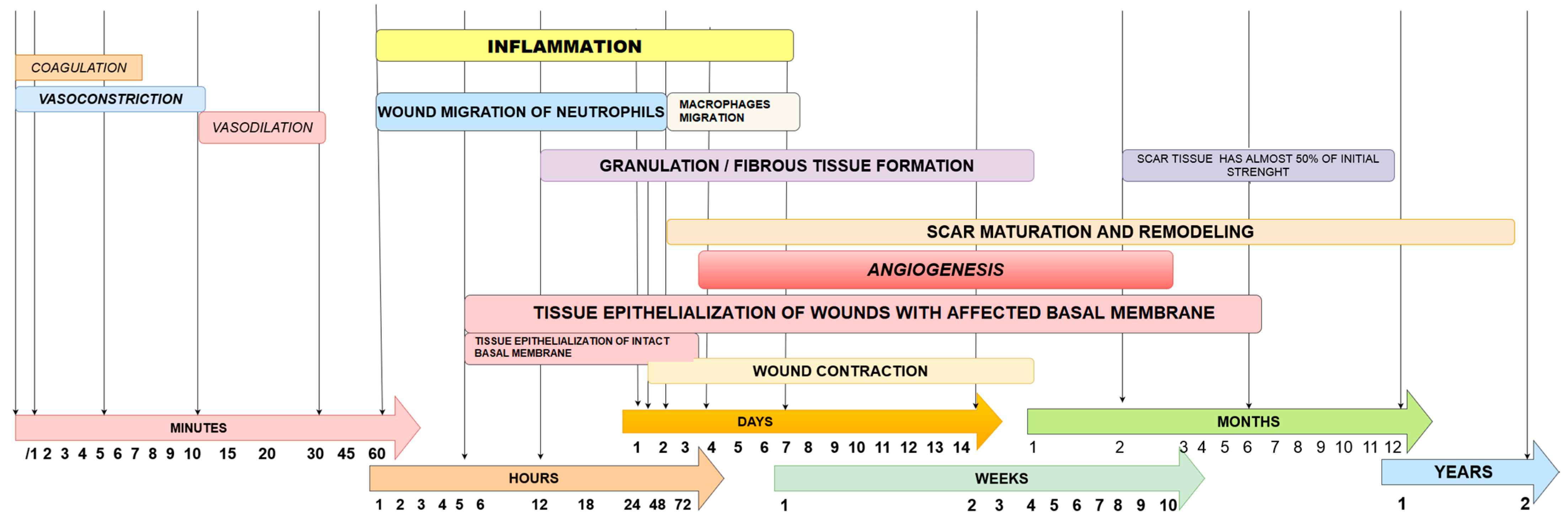 Biomedicines 11 02457 g002