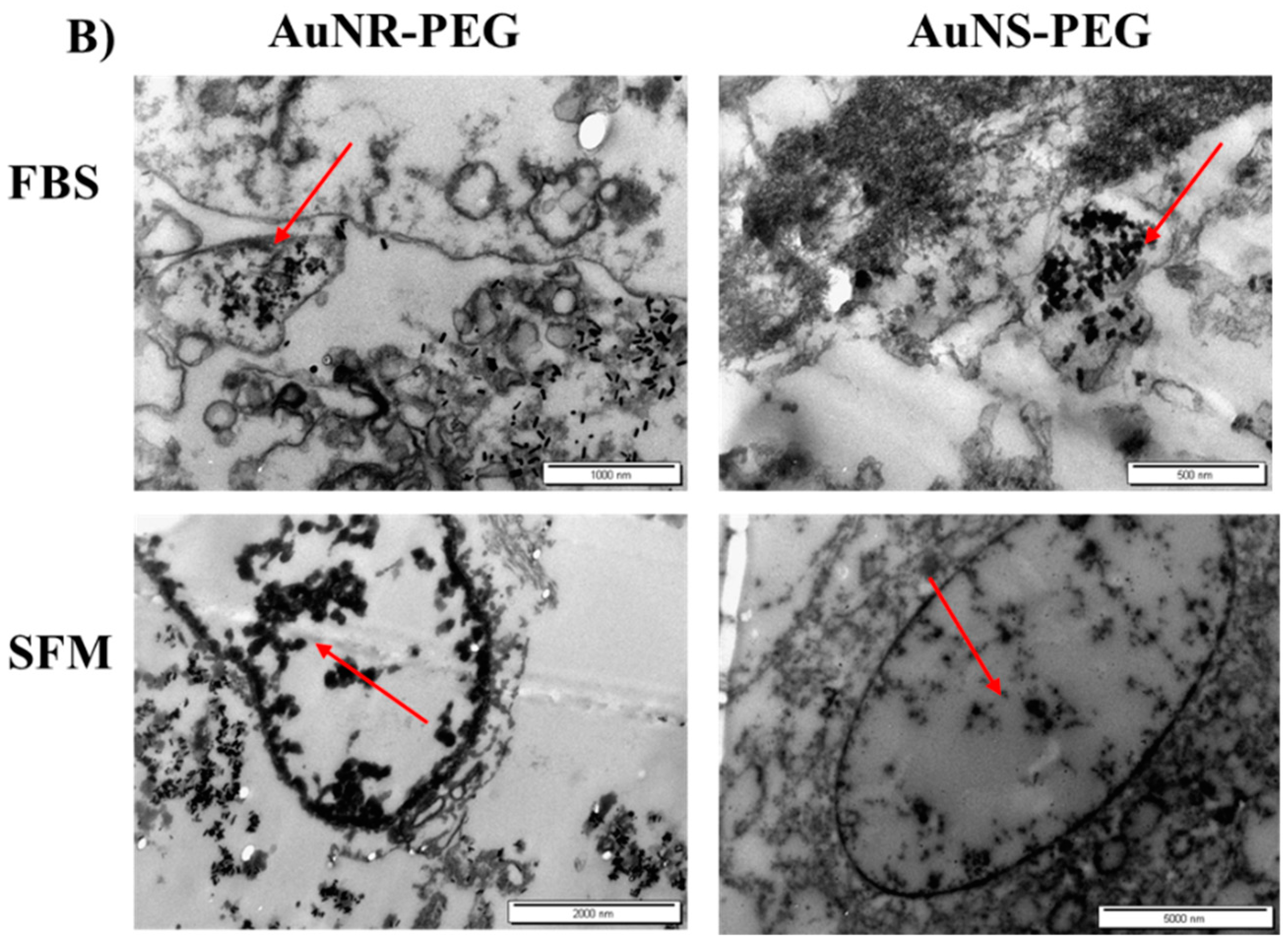 Biomedicines 11 02490 g005b