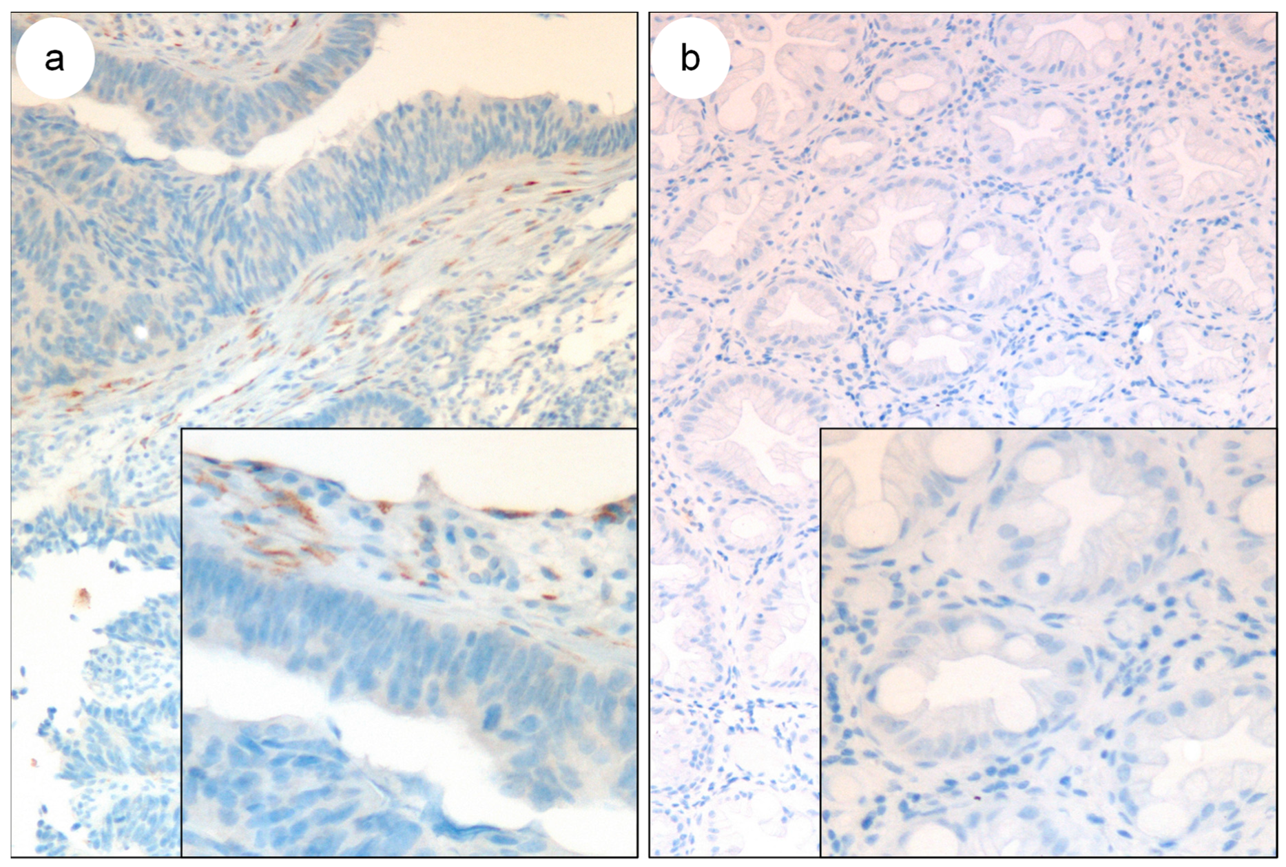 Biomedicines 11 02496 g002